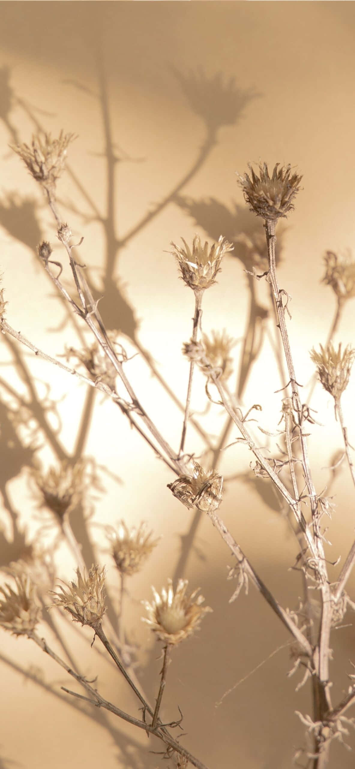 umbra unei plante pe un perete Fundal
