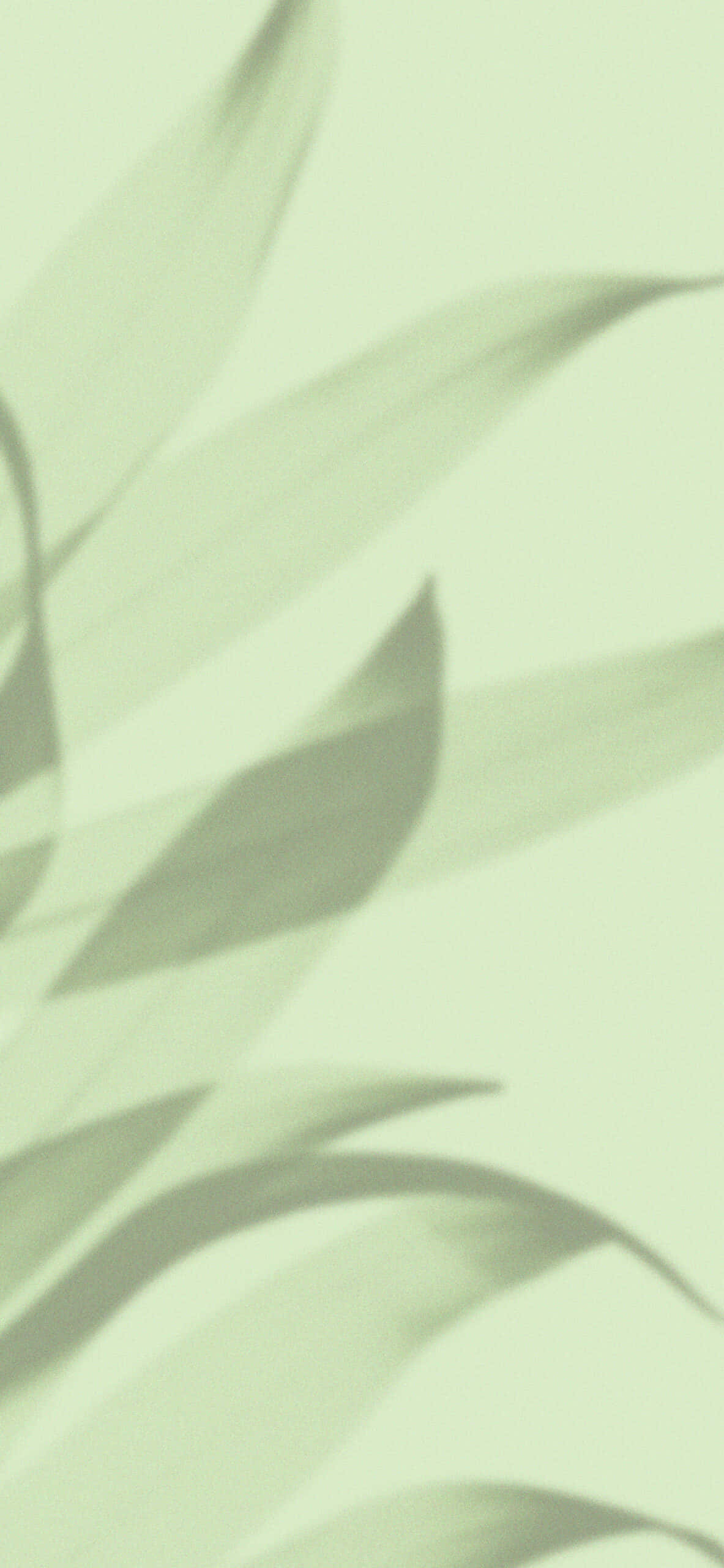 Umbre de frunze pe fundal verde deschis Fundal