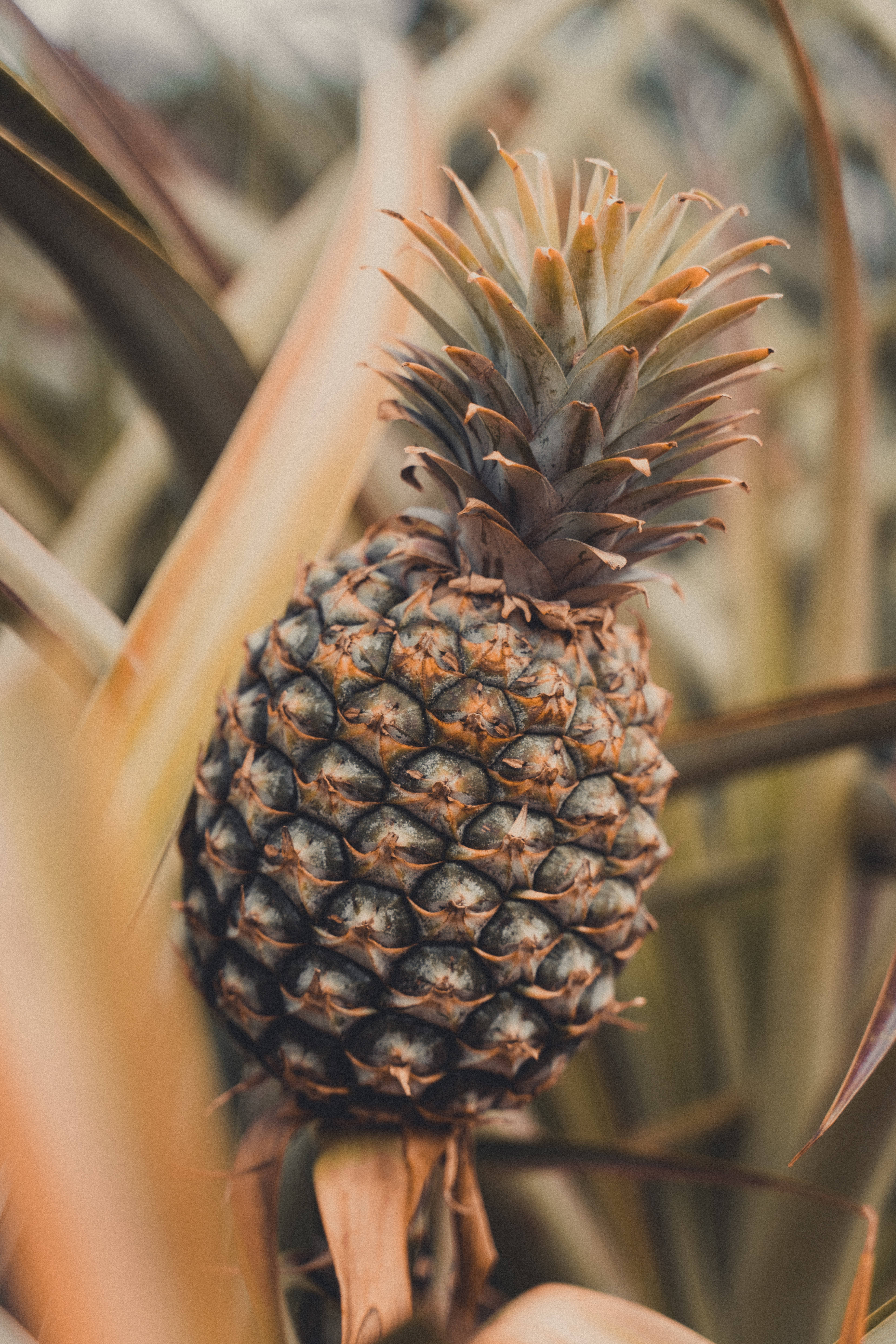 Un ananas copt în tropice Fundal