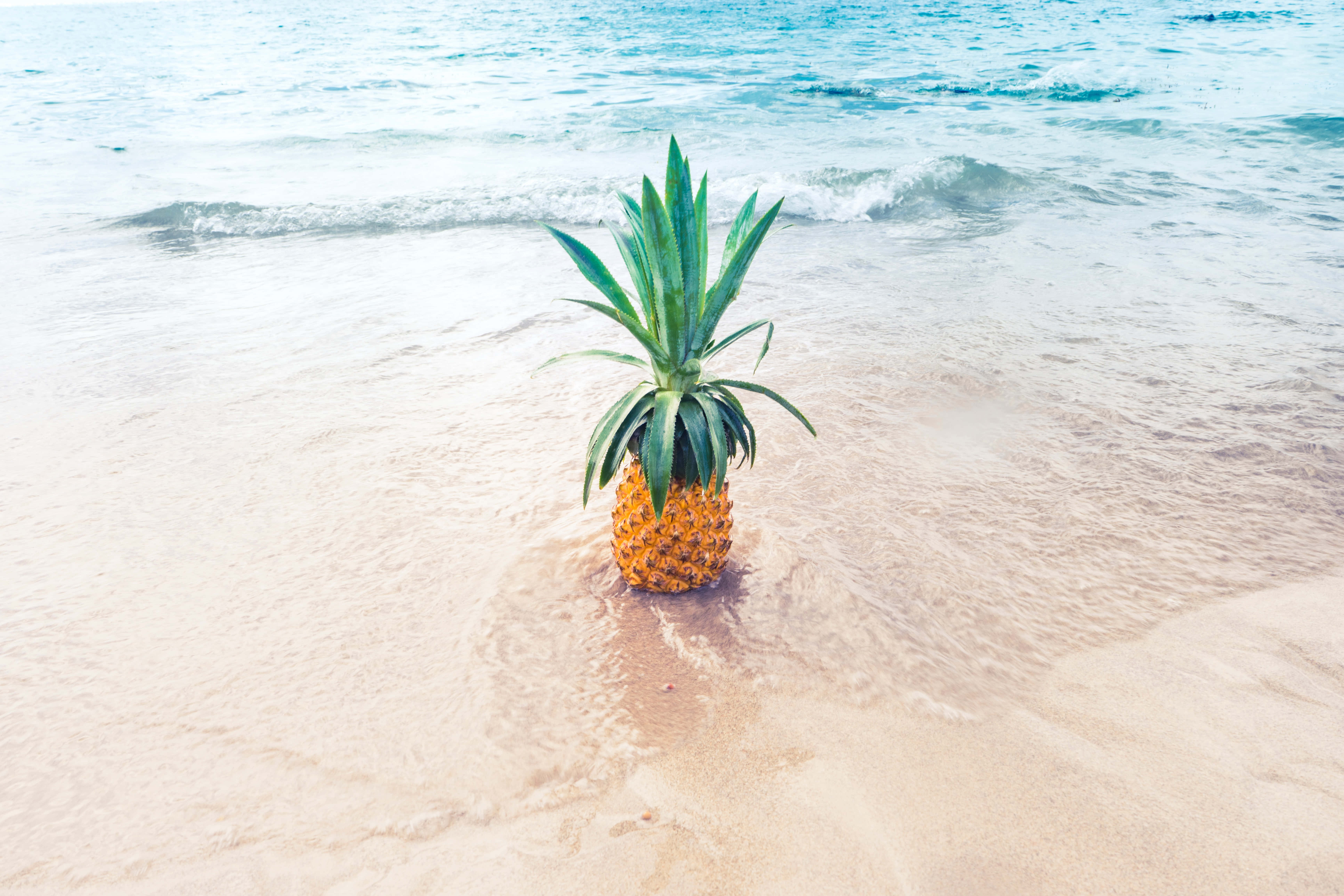 Un ananas dulce și acrișor în mijlocul frunzișului luxuriant. Fundal