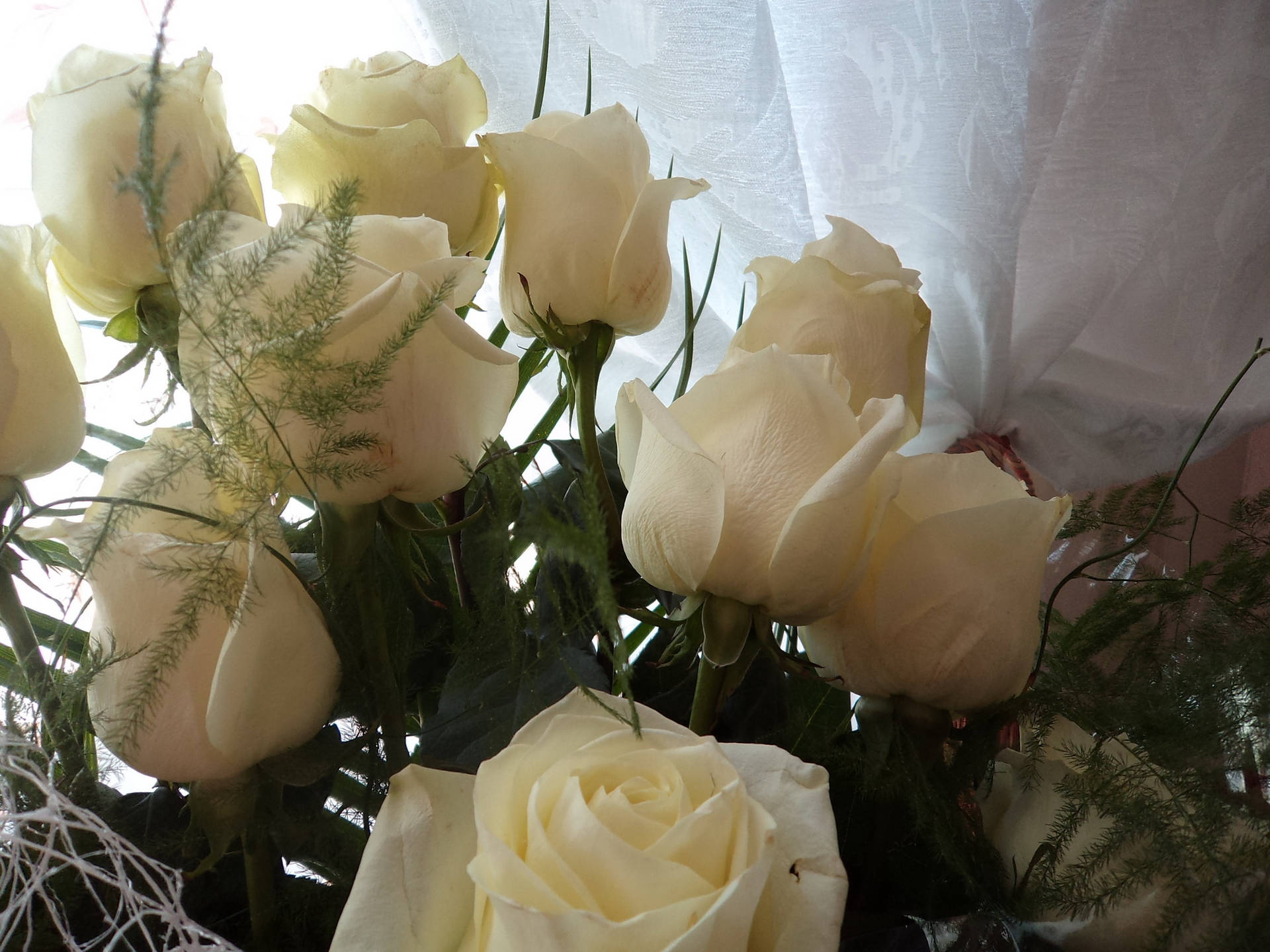 Previzualizare fundal trandafiri, buchet, alb — Trandafir Fundal