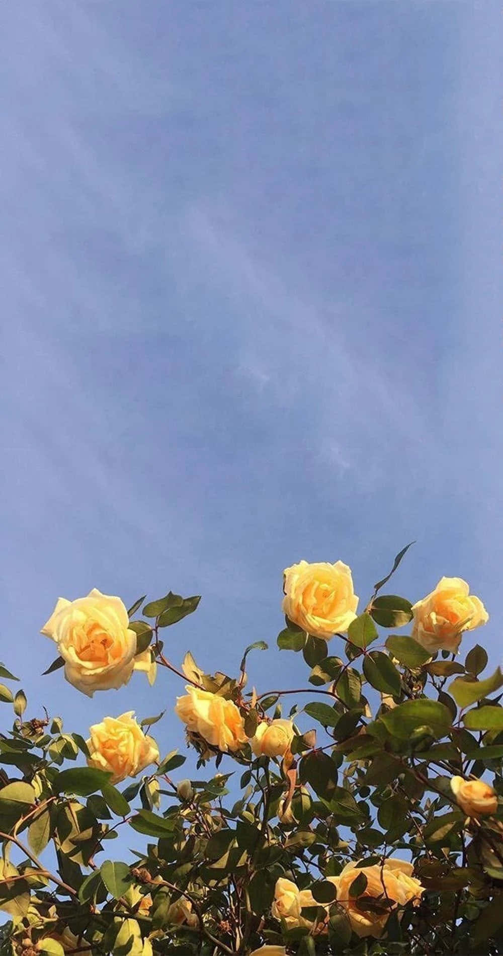 Un buchet estetic de flori Fundal