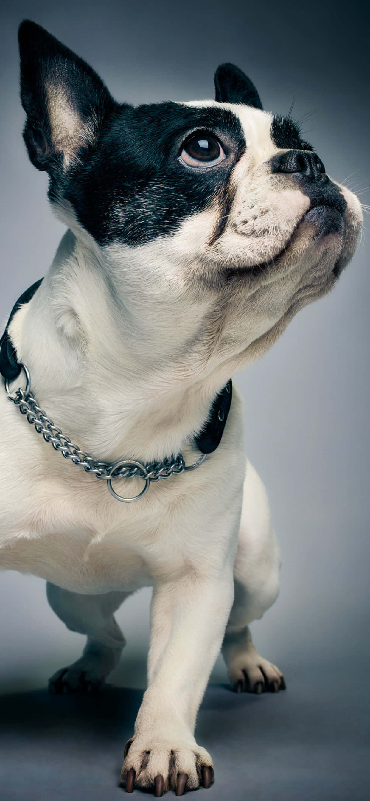 Un buldog francez se bucură de o după-amiază însorită. Fundal