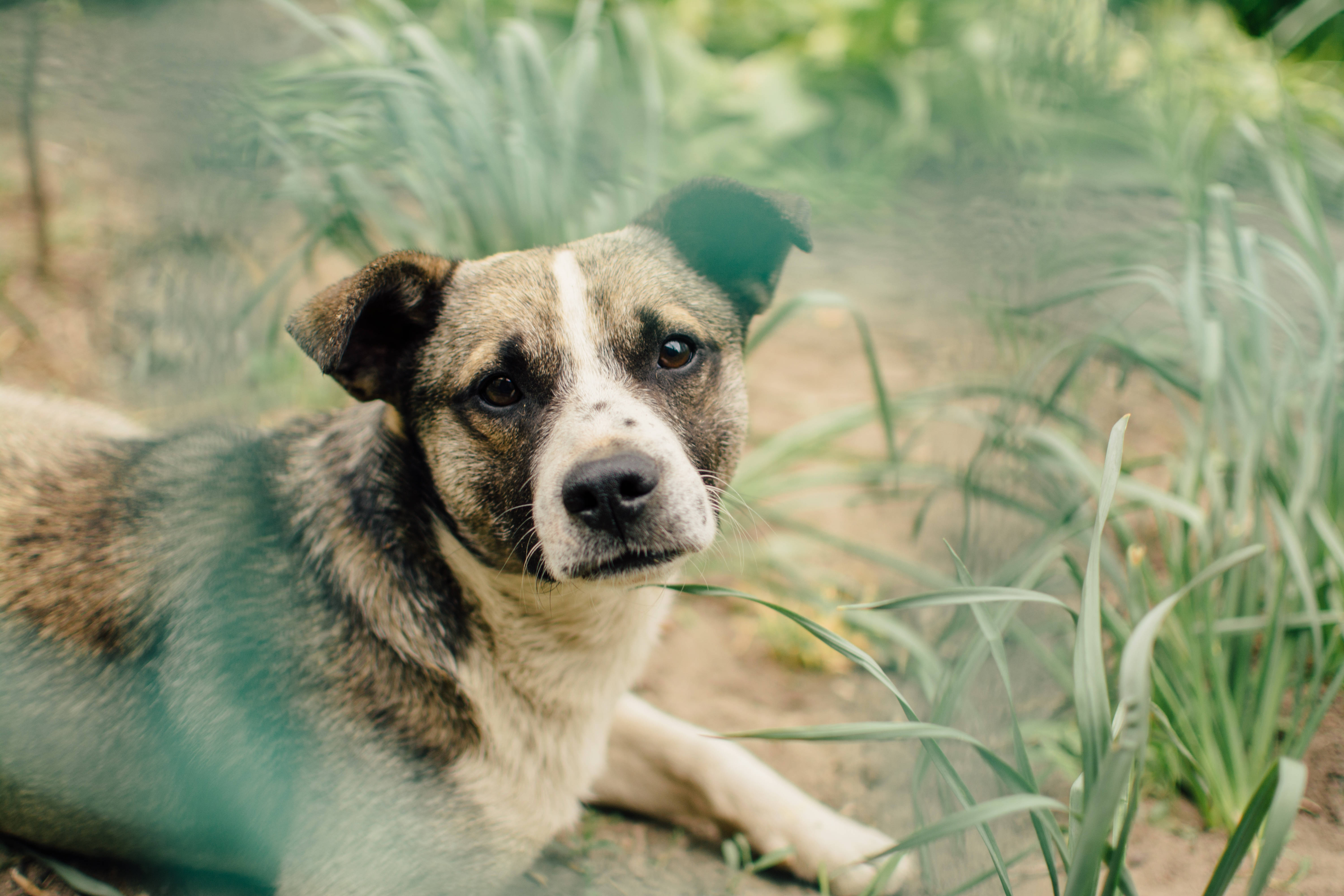Un câine care se bucură de o după-amiază în iarba înaltă Fundal