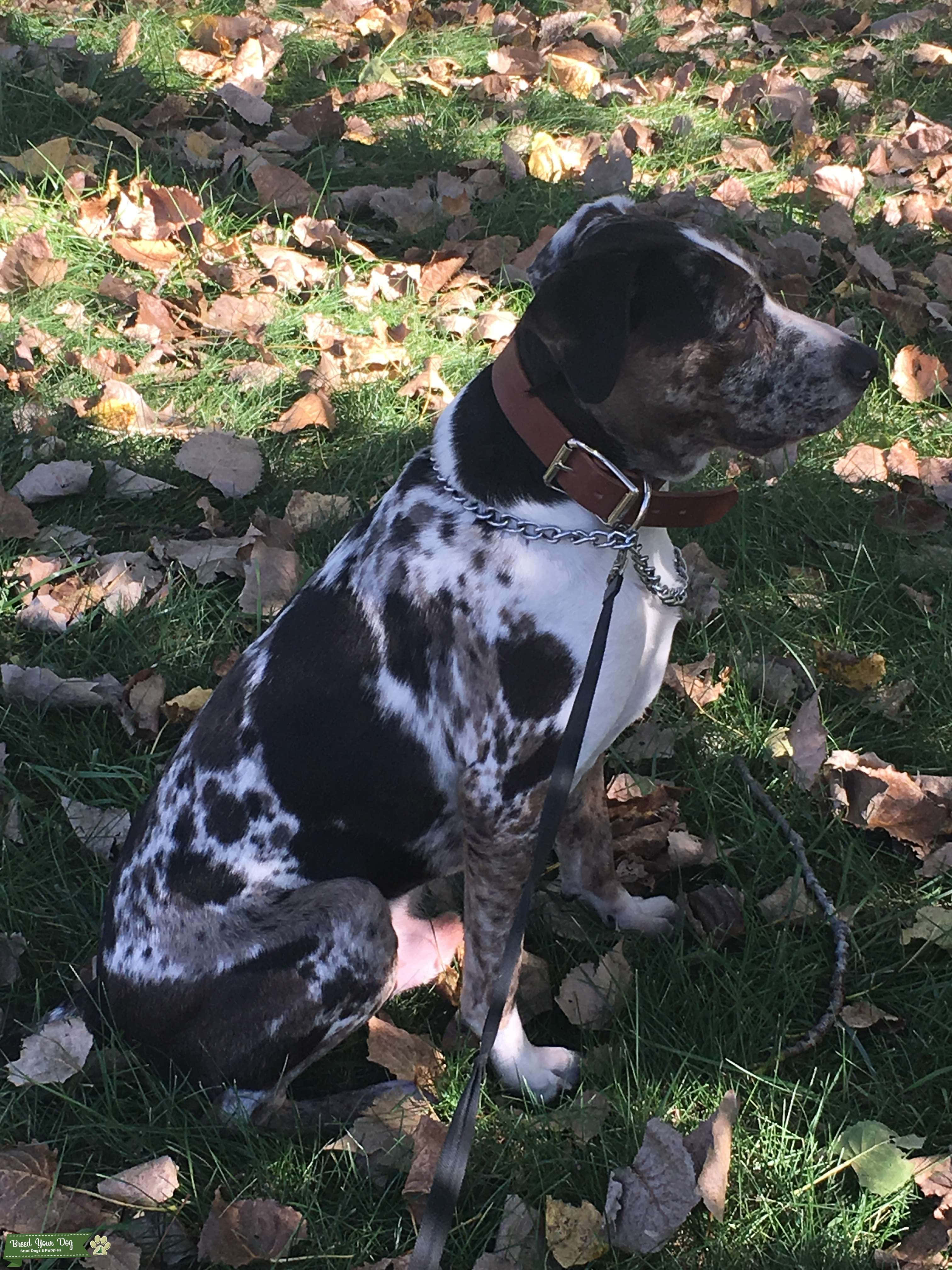 Un Câine Catahoula Leopard stând la soare Fundal