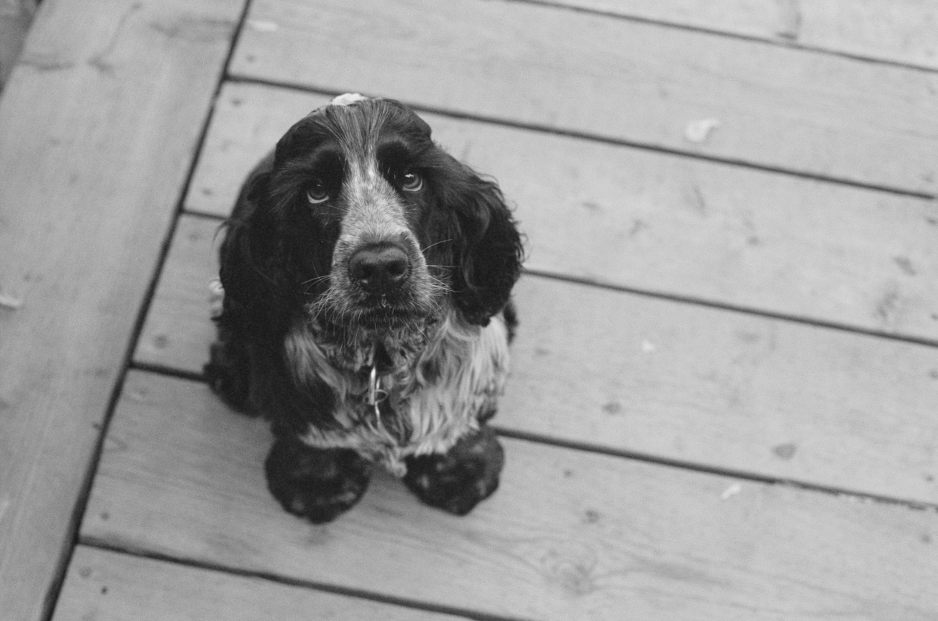 Un cățeluș Cocker Spaniel negru privește cu dragoste în cameră Fundal