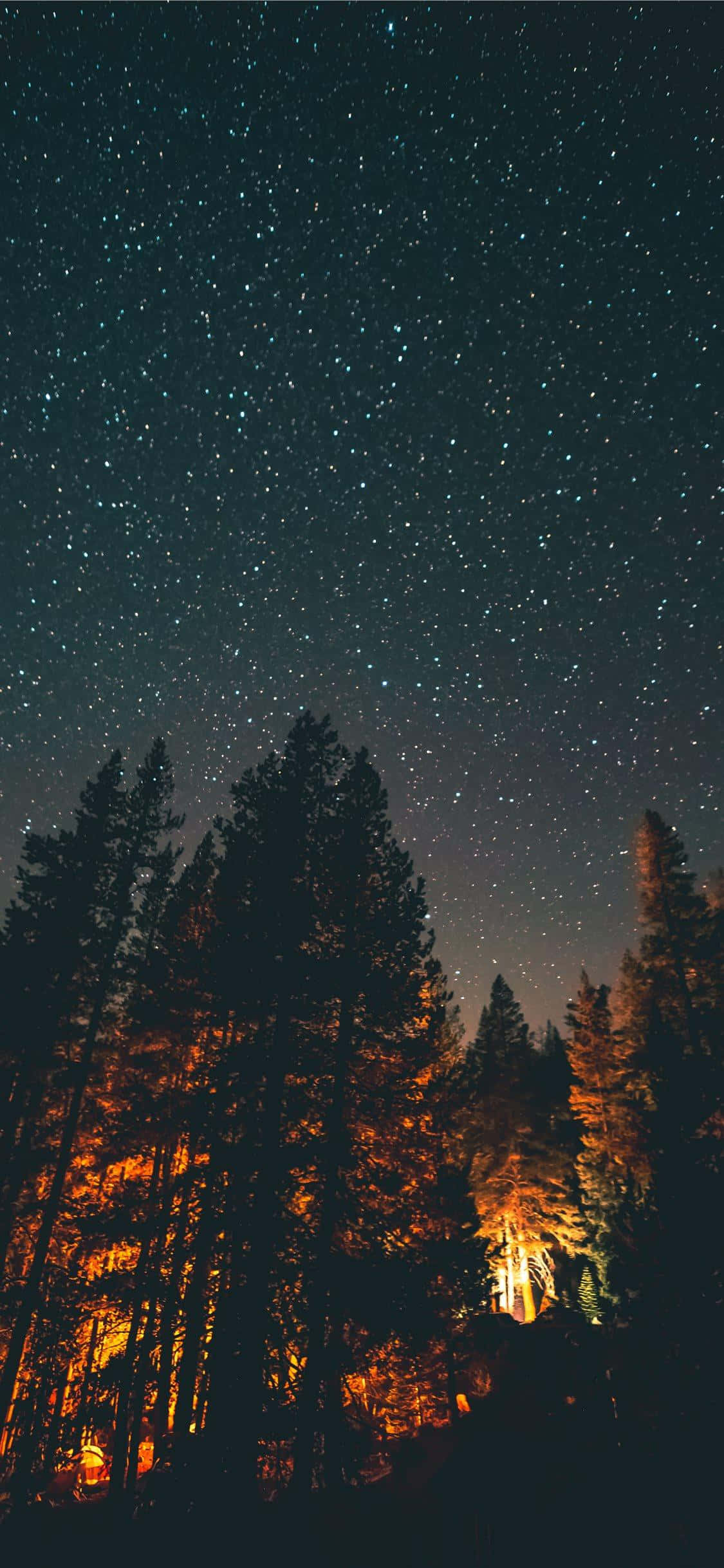 un cer nocturn cu stele deasupra unei păduri Fundal