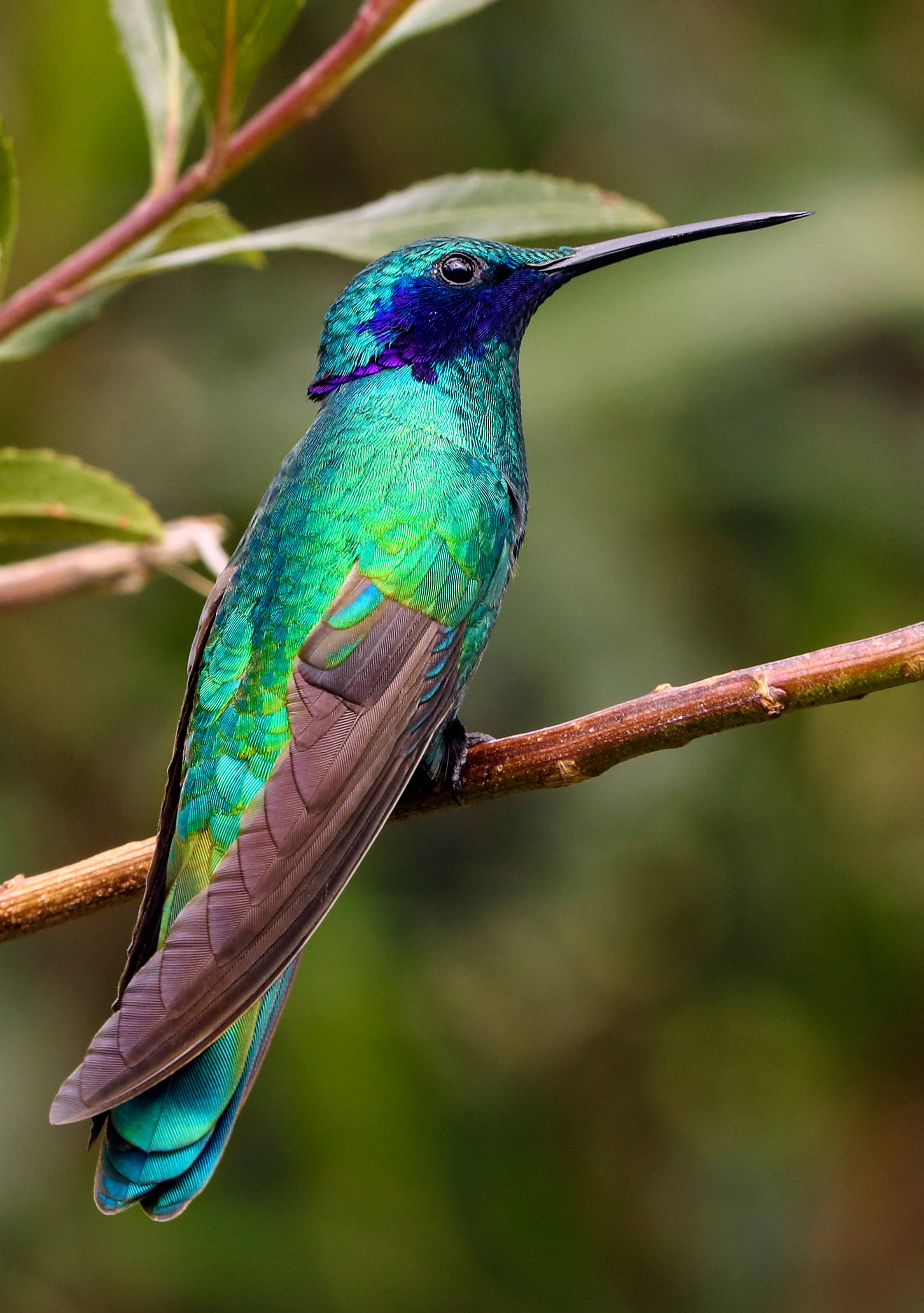 Un colibri iridescent și strălucitor în zbor Fundal