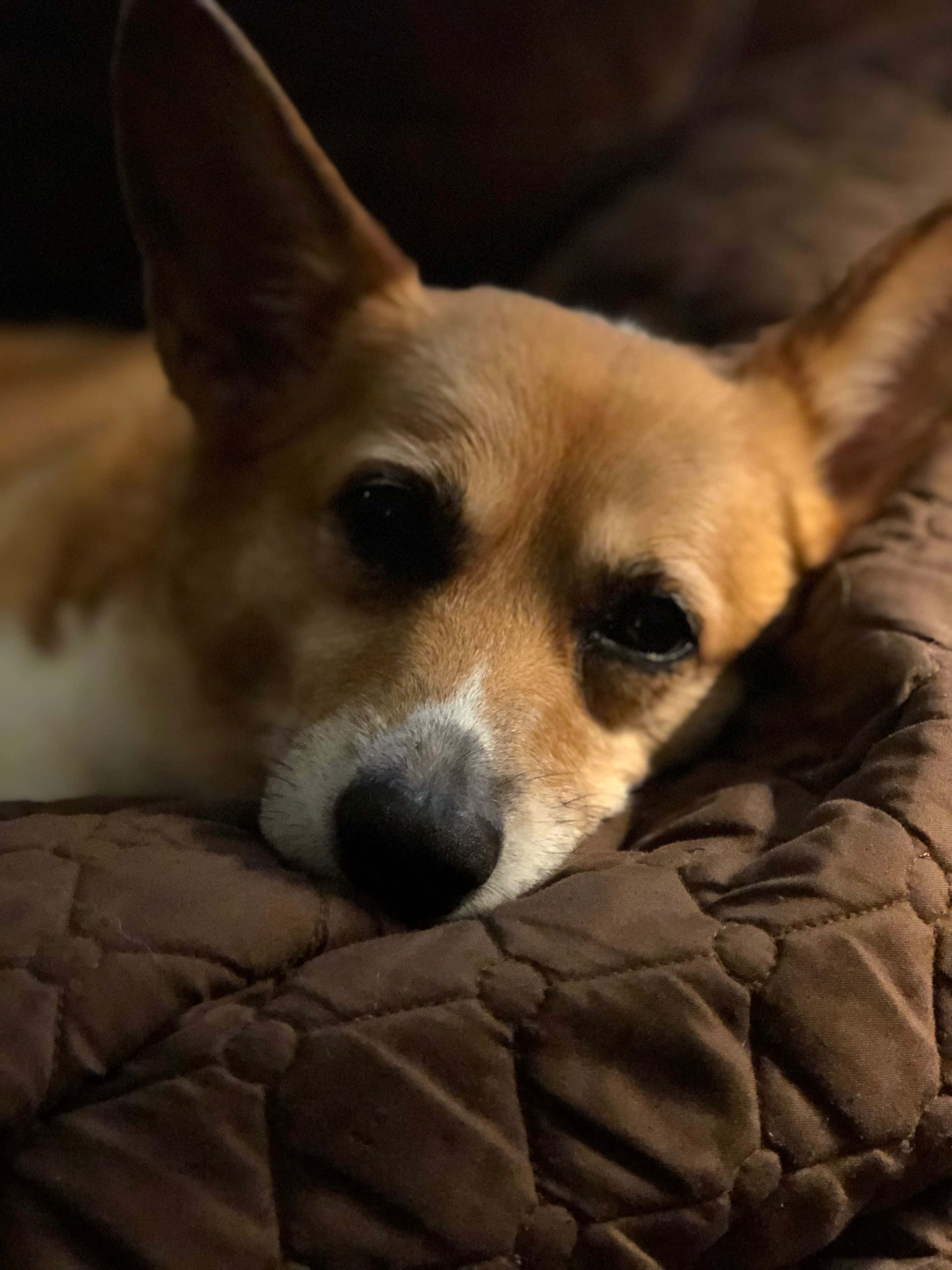 Un Corgi care se bucură de vară Fundal