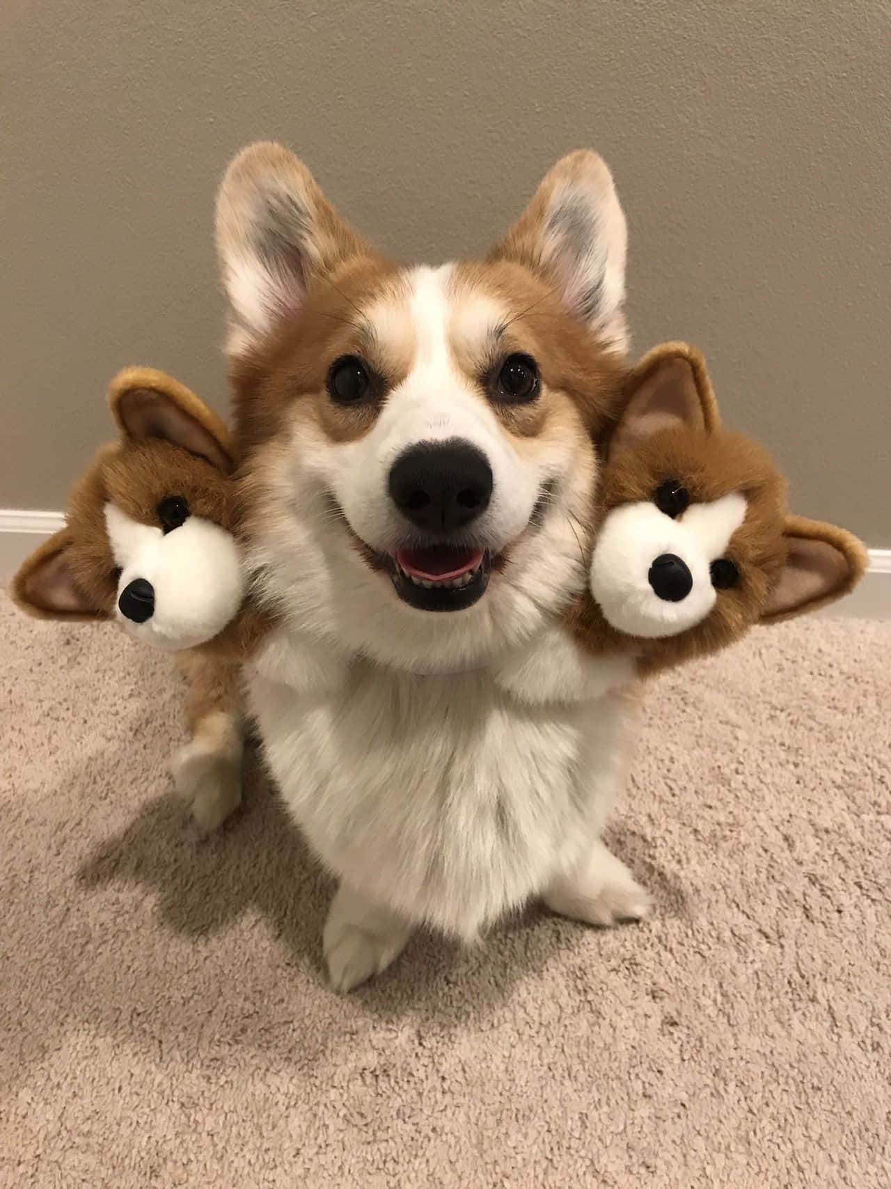 Un corgi vesel care se bucură de o zi perfectă! Fundal