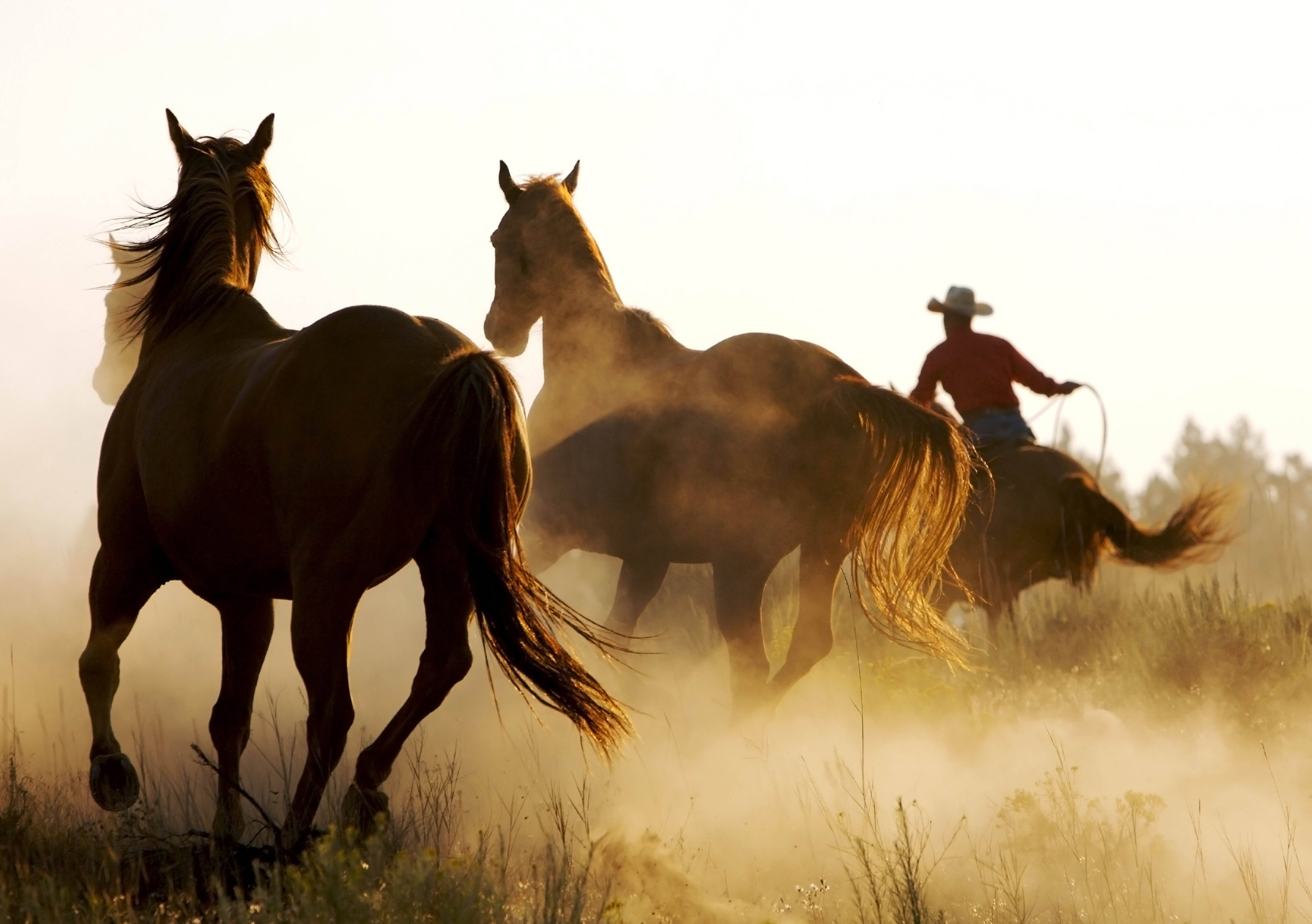 Un cowboy care îngrijește cu mare grijă caii săi Fundal