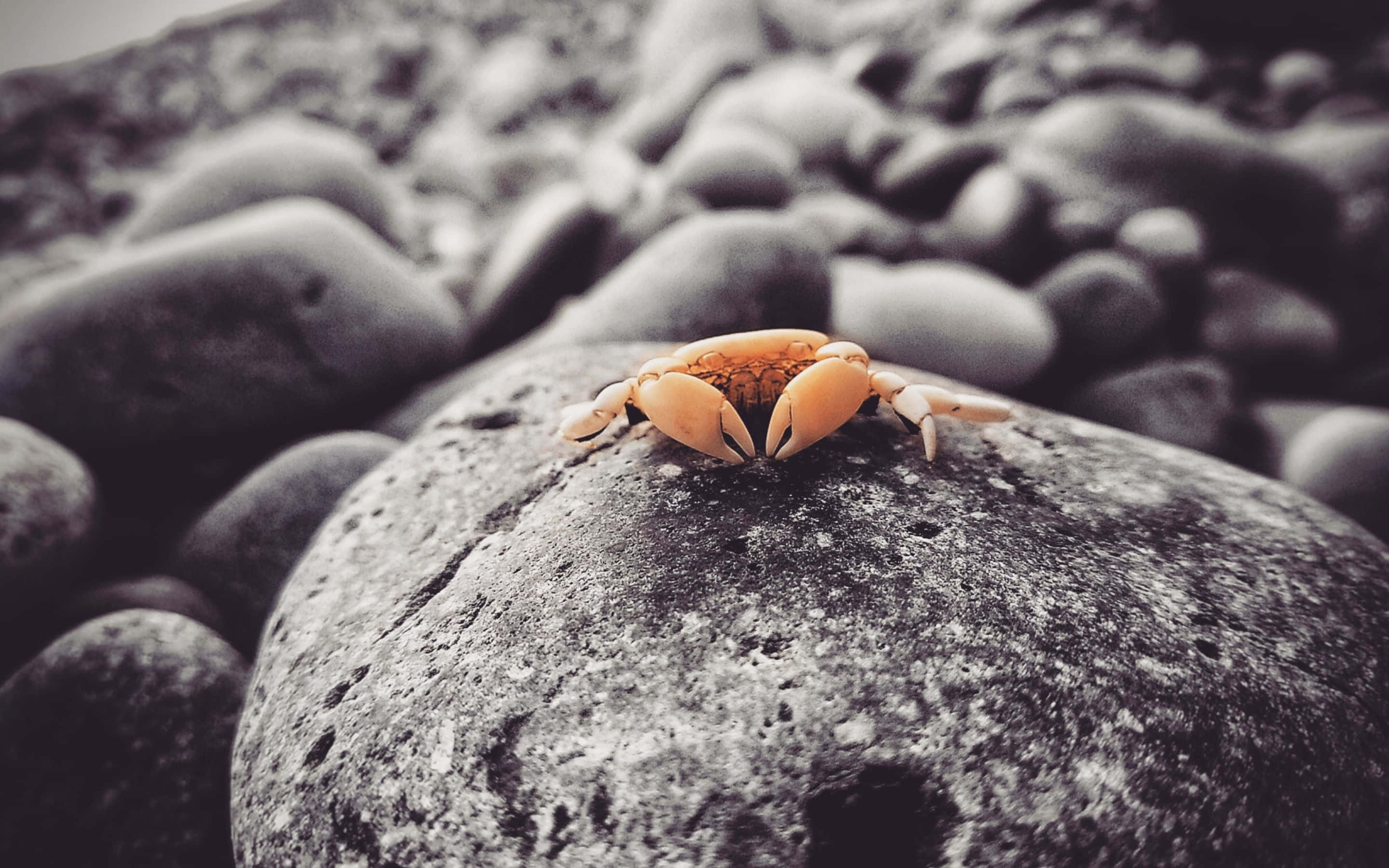 un crab stă pe o piatră Fundal