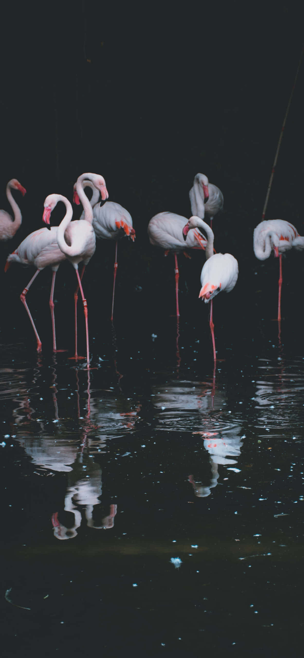 “Un Flamingo Decolând” Fundal