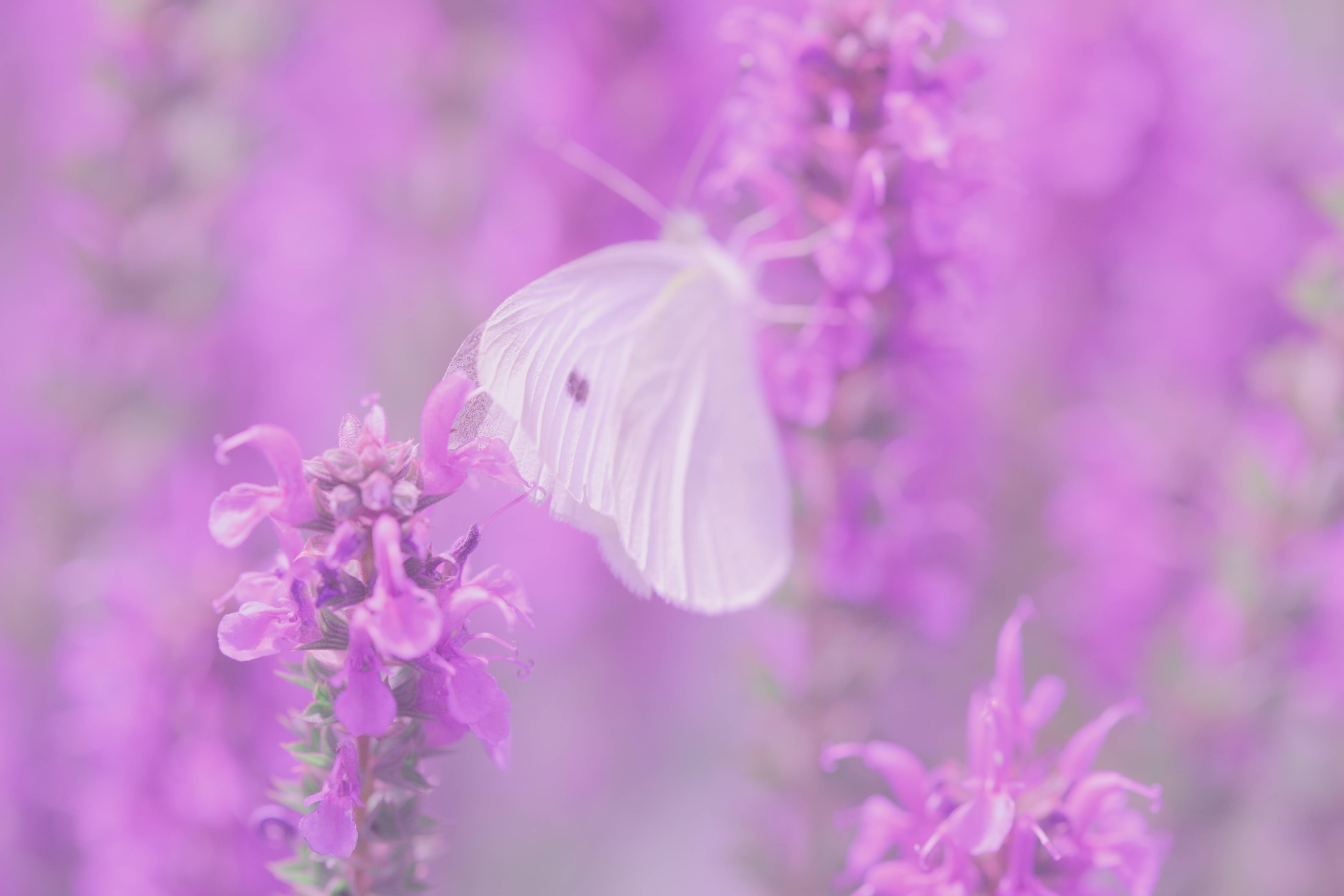 Un Fluture Colorat Așezat pe Flori de Liliac Fundal