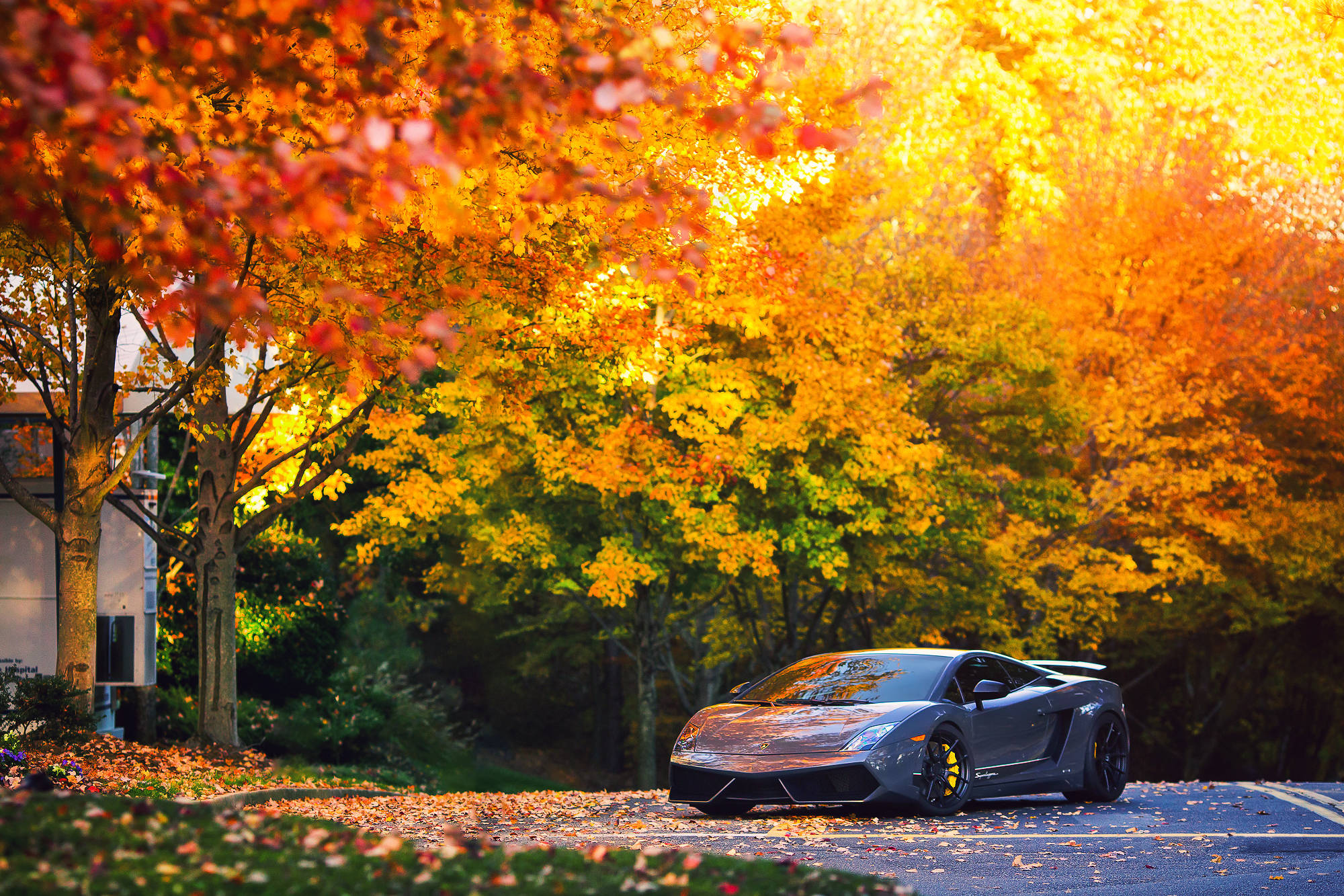 Un frumos Lamborghini Gallardo gri străbătând aerul crocant de toamnă. Fundal