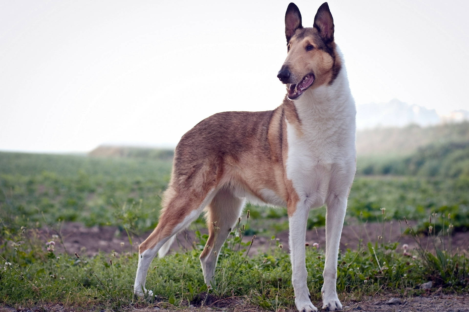 "Un frumos Smooth Collie jucându-se în iarbă!" Fundal