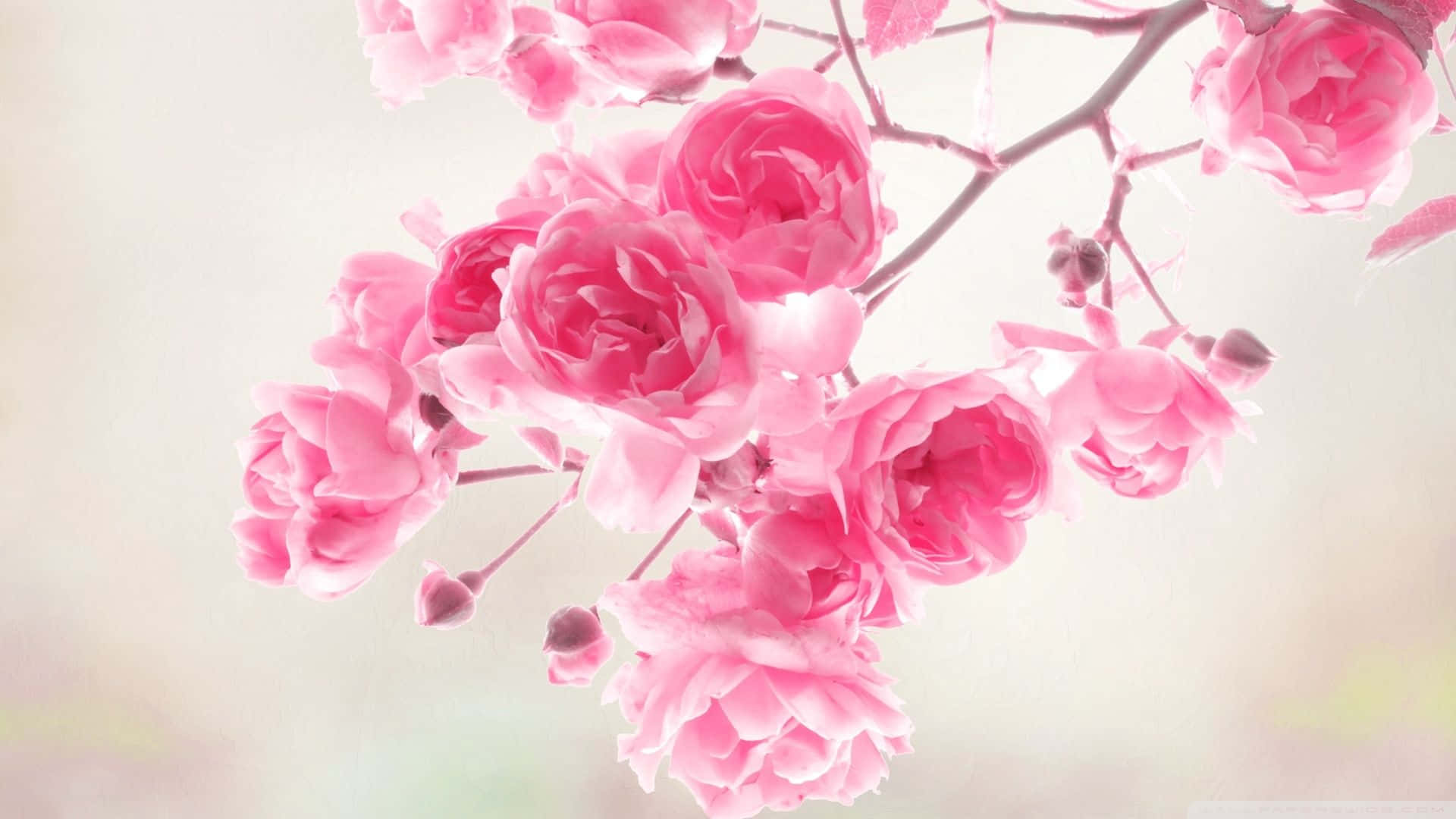 Un fundal floral delicat roz, perfect pentru orice ocazie Fundal