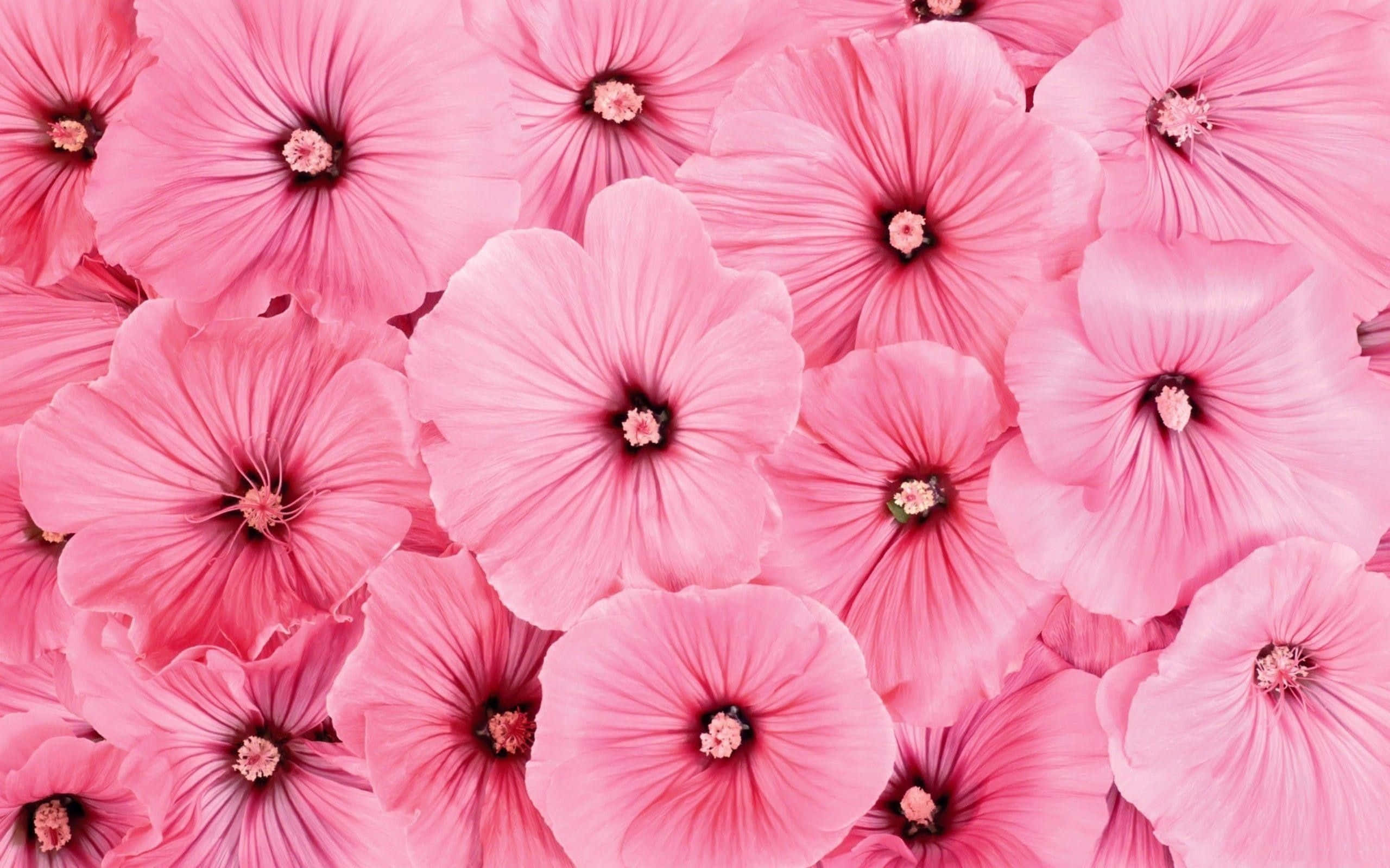 Un fundal floral roz frumos. Fundal