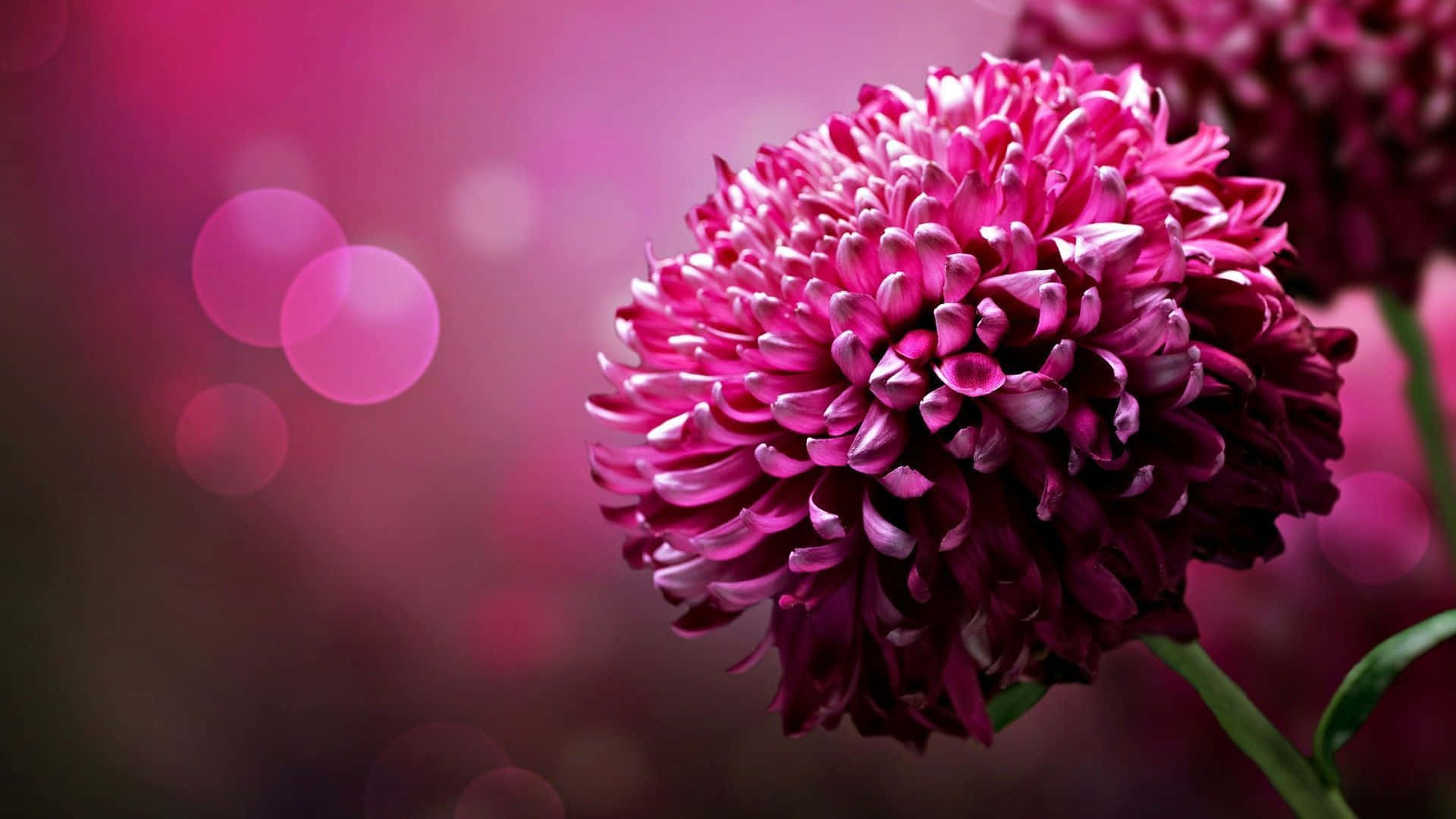 Un fundal floral roz, luminos și vesel Fundal