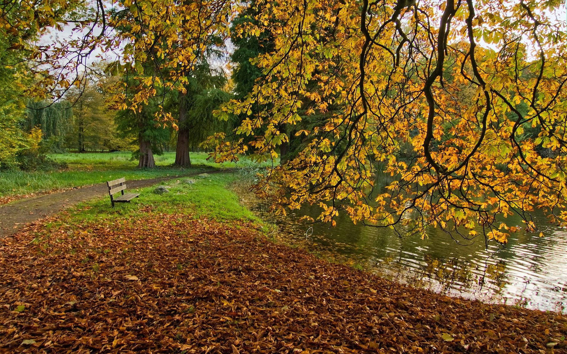 Un Iaz Autumnal Encantator Înconjurat de Copaci Colorati Fundal