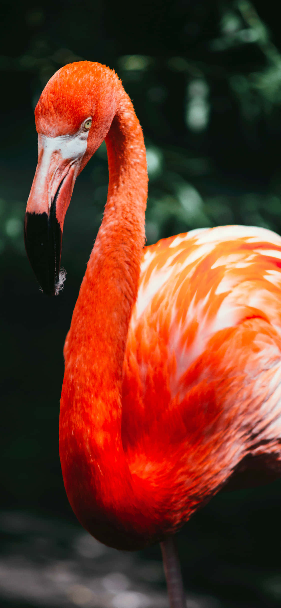 Un iPhone frumos colorat, cu un design animal intricat Fundal