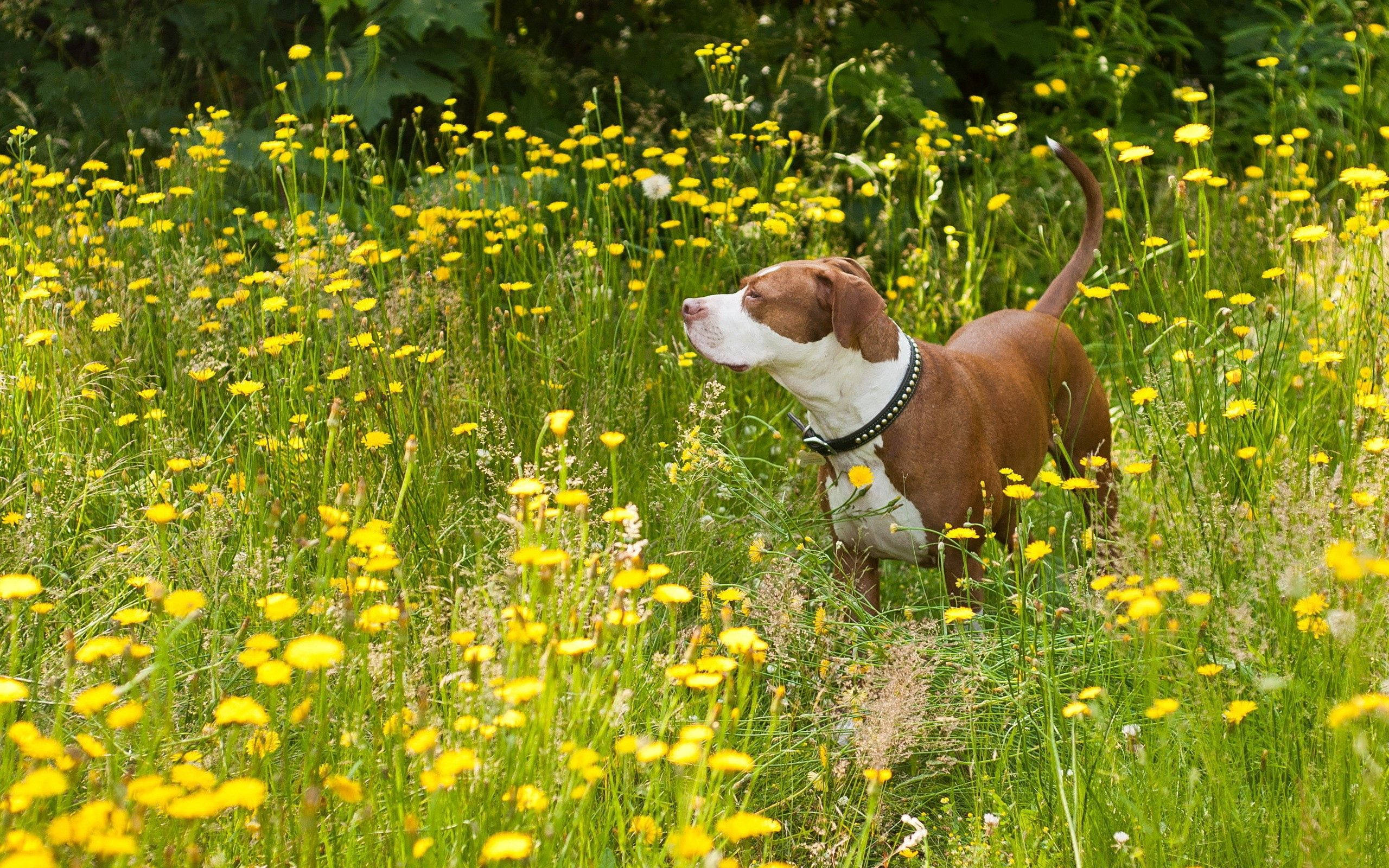 Un iubit câine Pit Bull bucurându-se de ziua însorită într-un câmp de flori Fundal