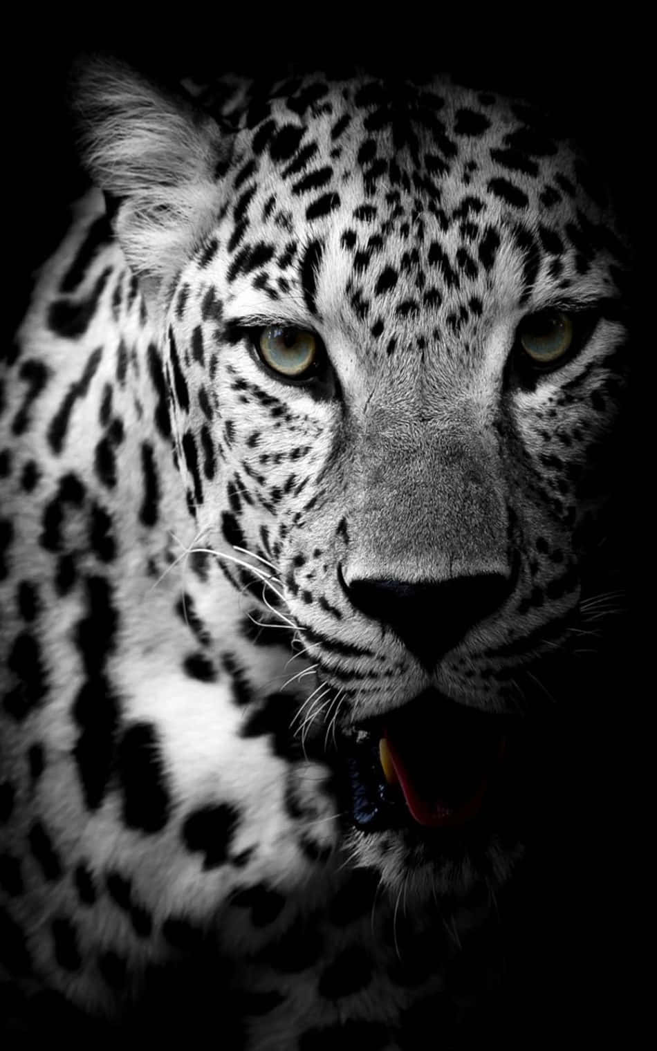Un Jaguar Negru Frumos și Puternic Fundal
