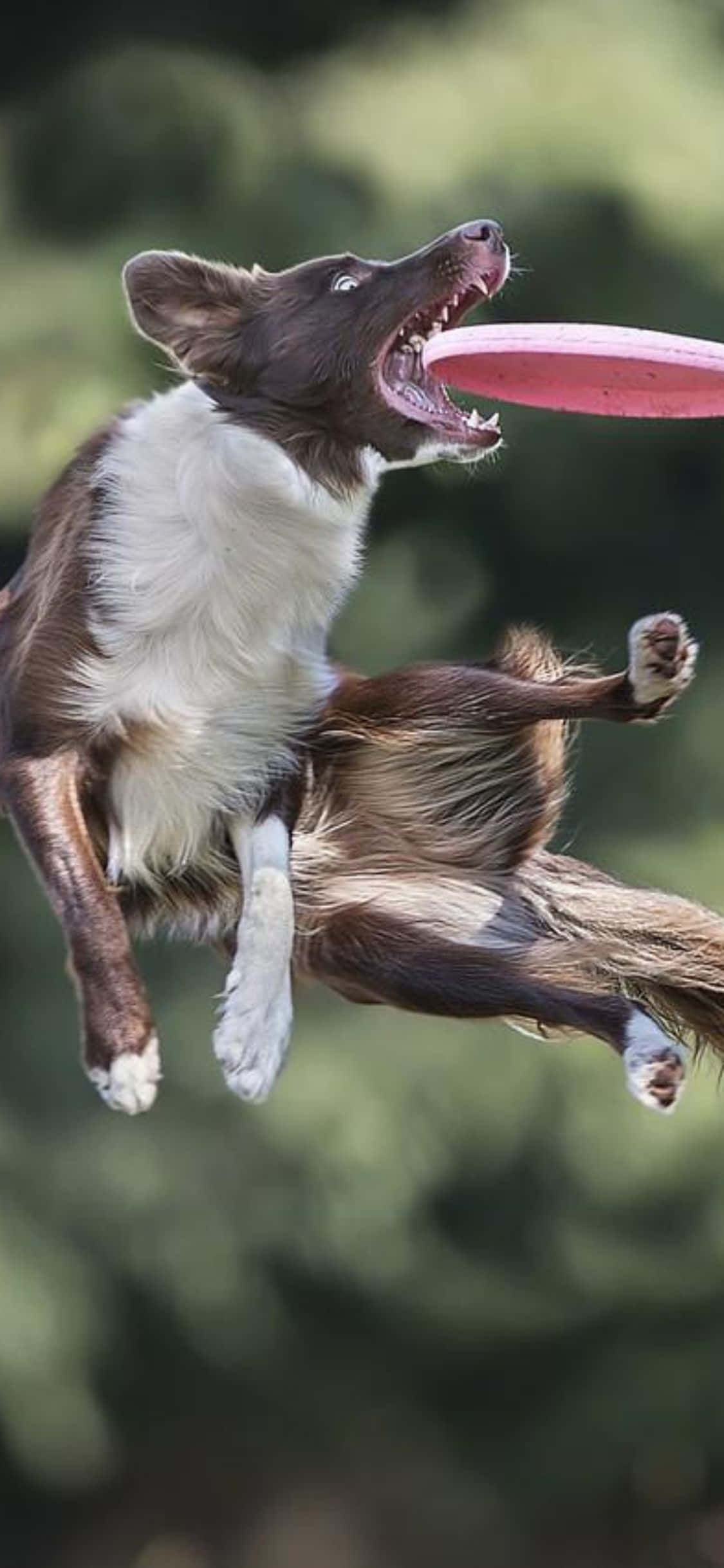 Un Joc Distractiv de Frisbee cu Noul iPhone Xs Fundal