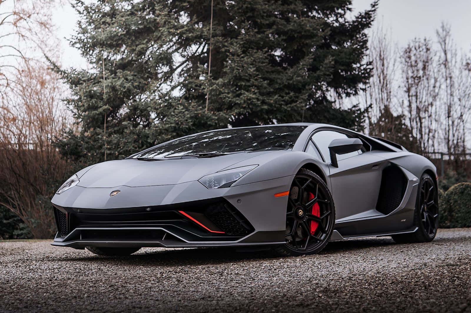 un lamborghini gri parcat în fața unui copac Fundal