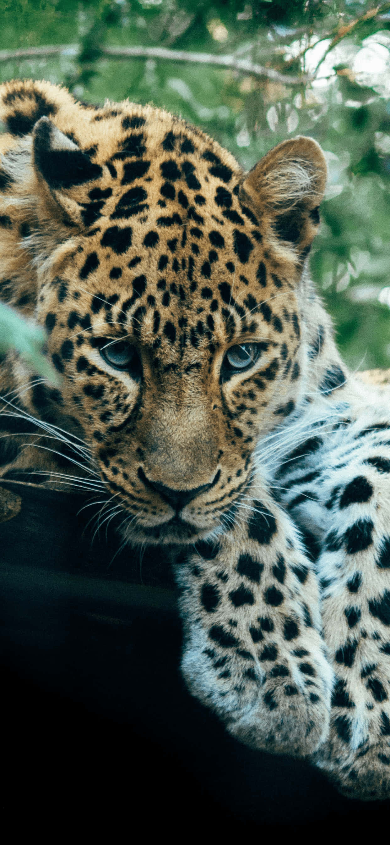 Un leopard frumos care așteaptă în soare Fundal