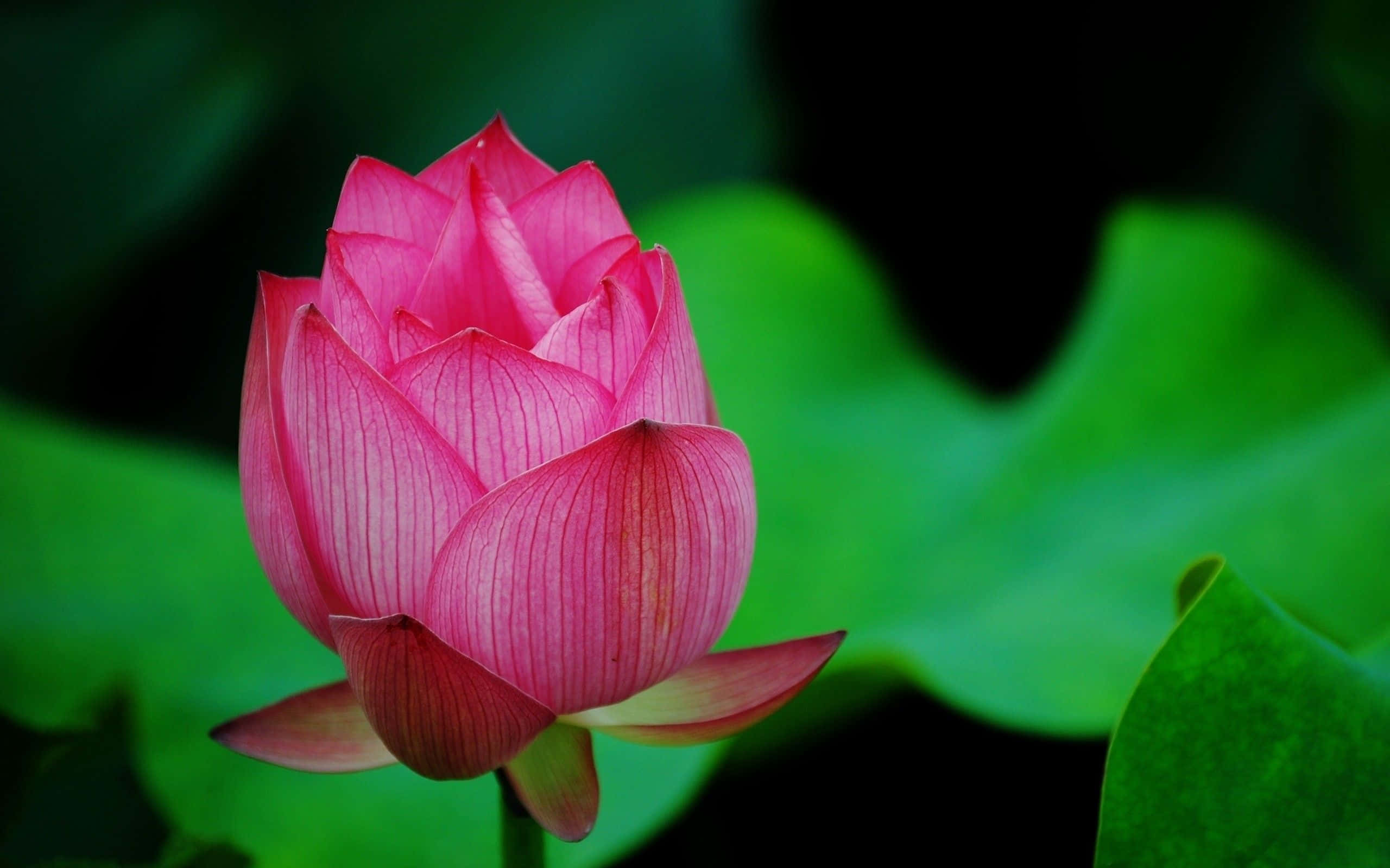 Un Lotus Proaspăt Înflorit în Curgerea Apei Fundal