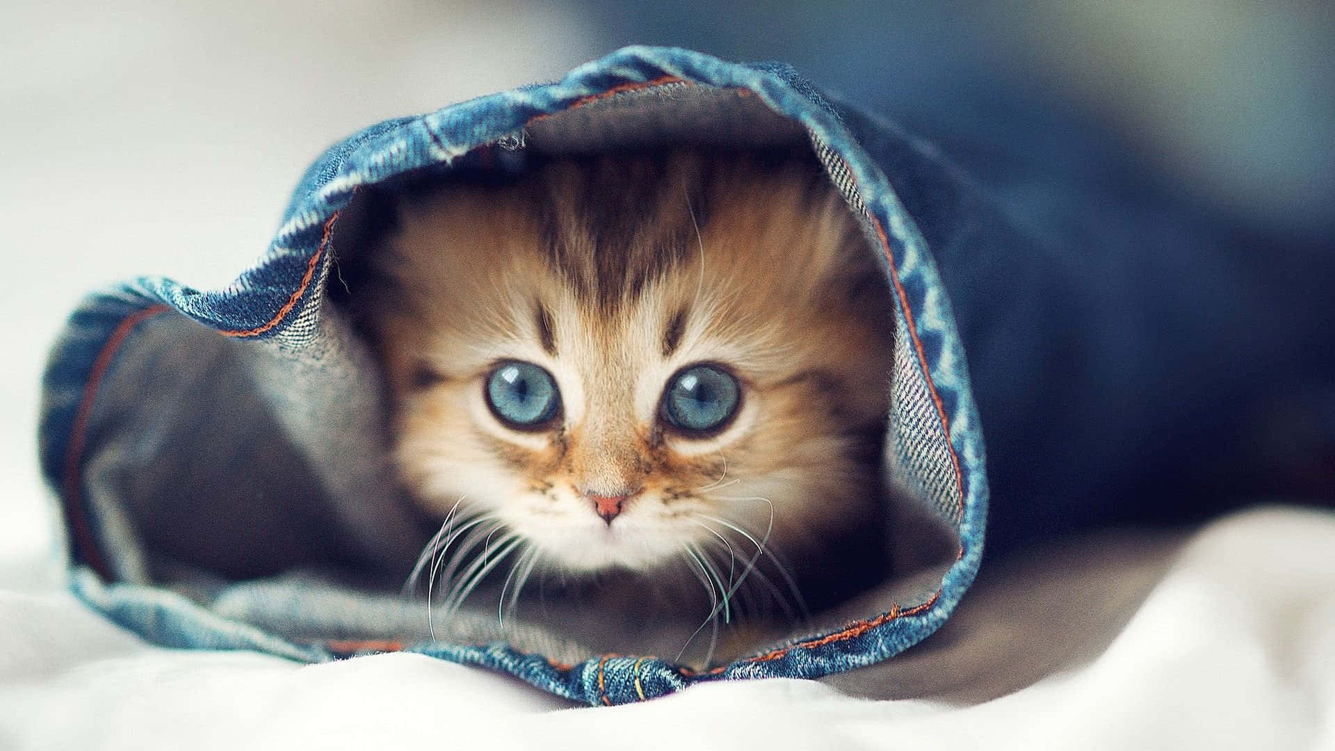 Un moment adorabil de amuzament felin Fundal
