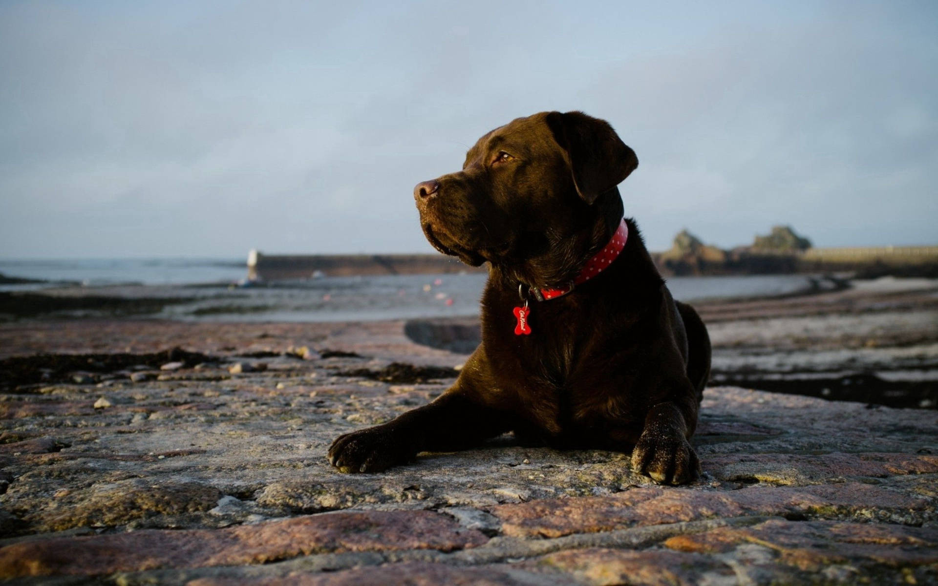 Tapet cu câine Labrador ciocolatiu pe teren stâncos lângă mare — Câine Fundal