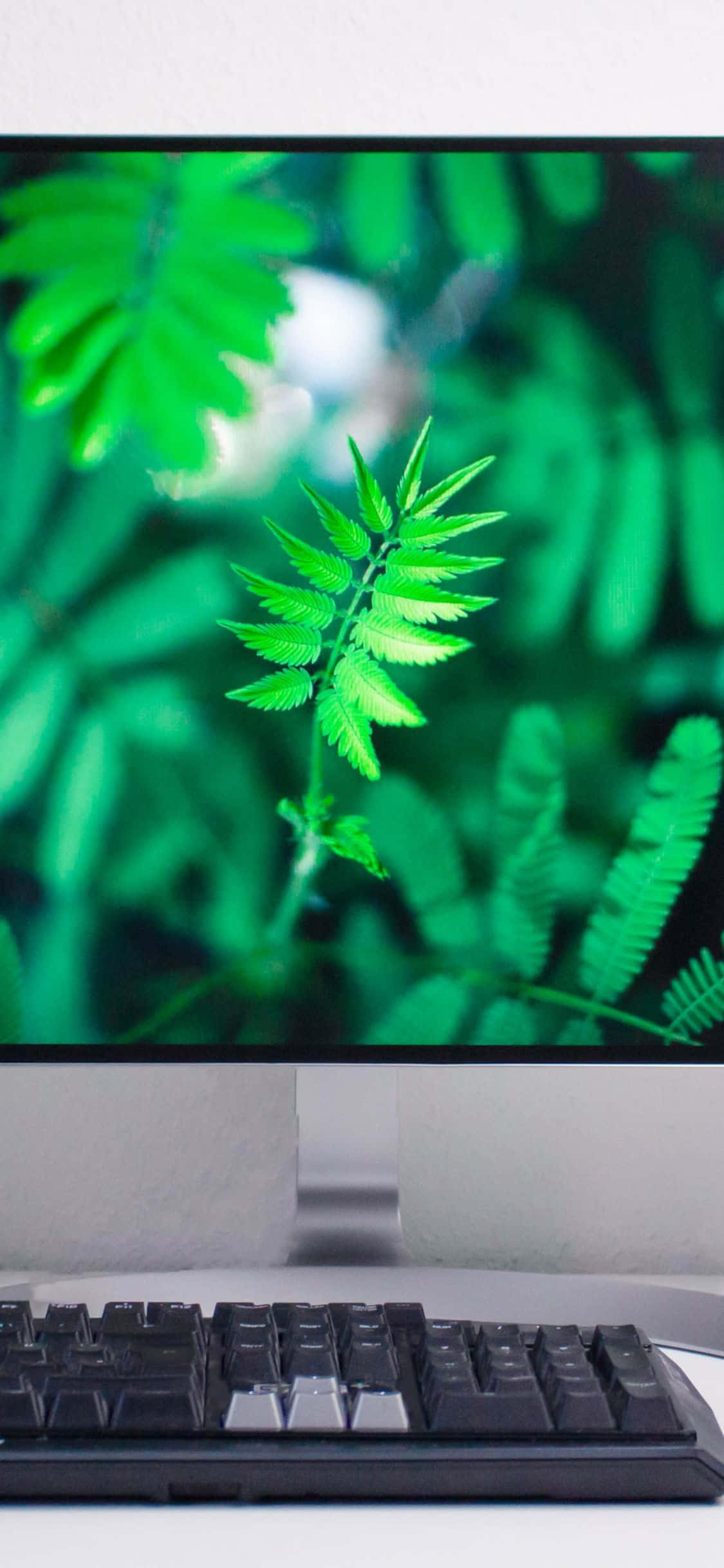 un monitor de computer cu un ecran verde Fundal