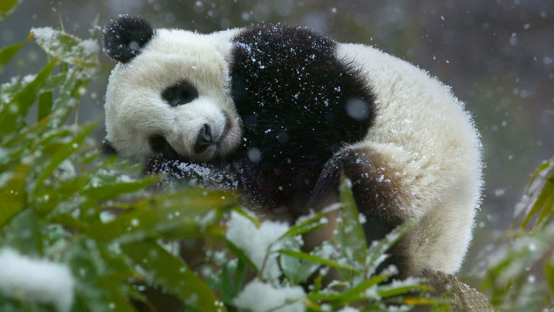 Un Panda Adorabil Relaxându-se într-o Pădure de Bambus Fundal