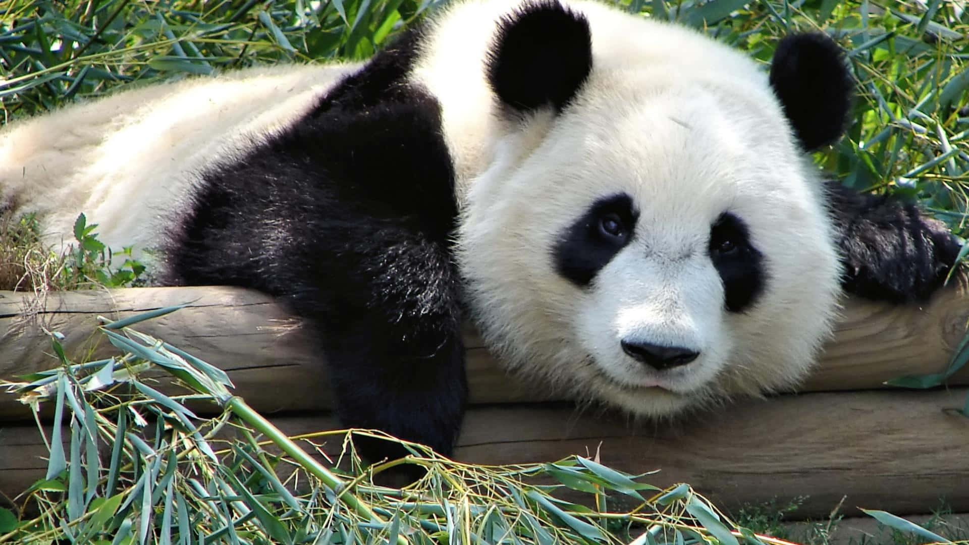 un panda care sta intins pe un bustean de lemn Fundal