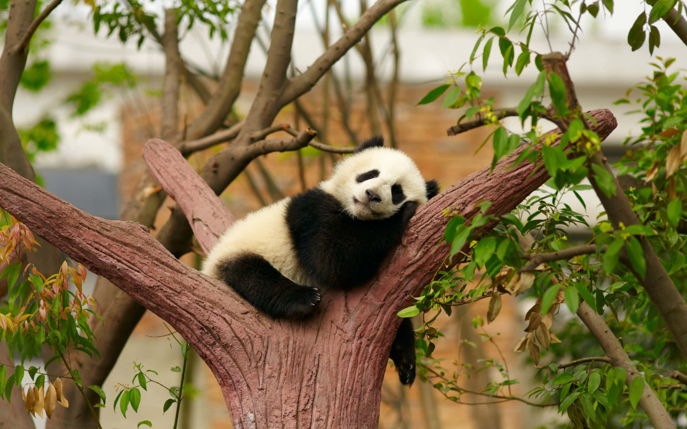 Un panda drăguț savurând o gustare în habitatul său natural Fundal