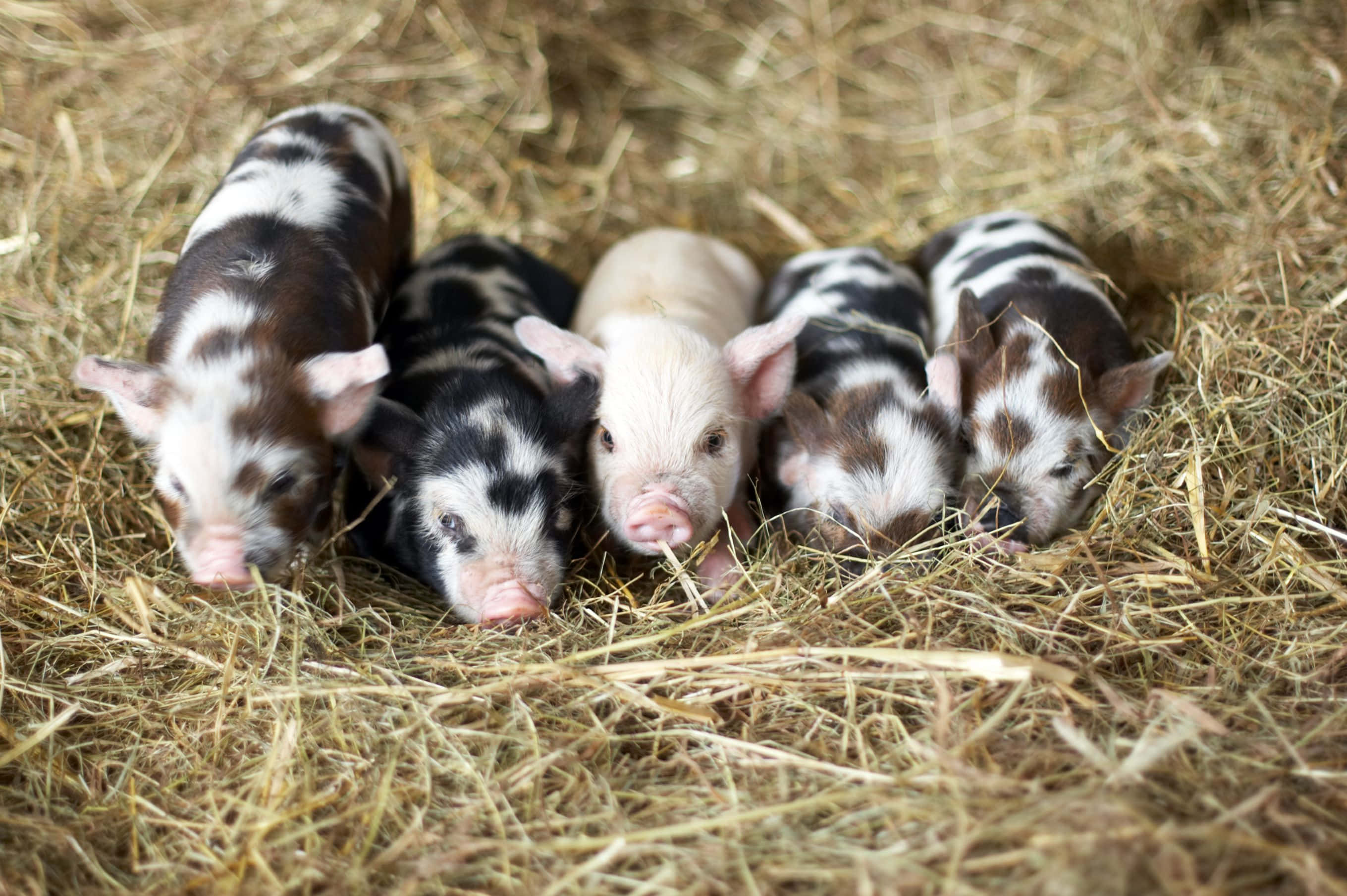 Un porc roz drăguț, ghemuit fericit într-un coș. Fundal