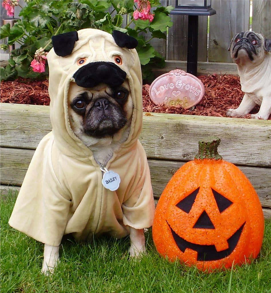 un pug îmbrăcat în costum de Halloween Fundal