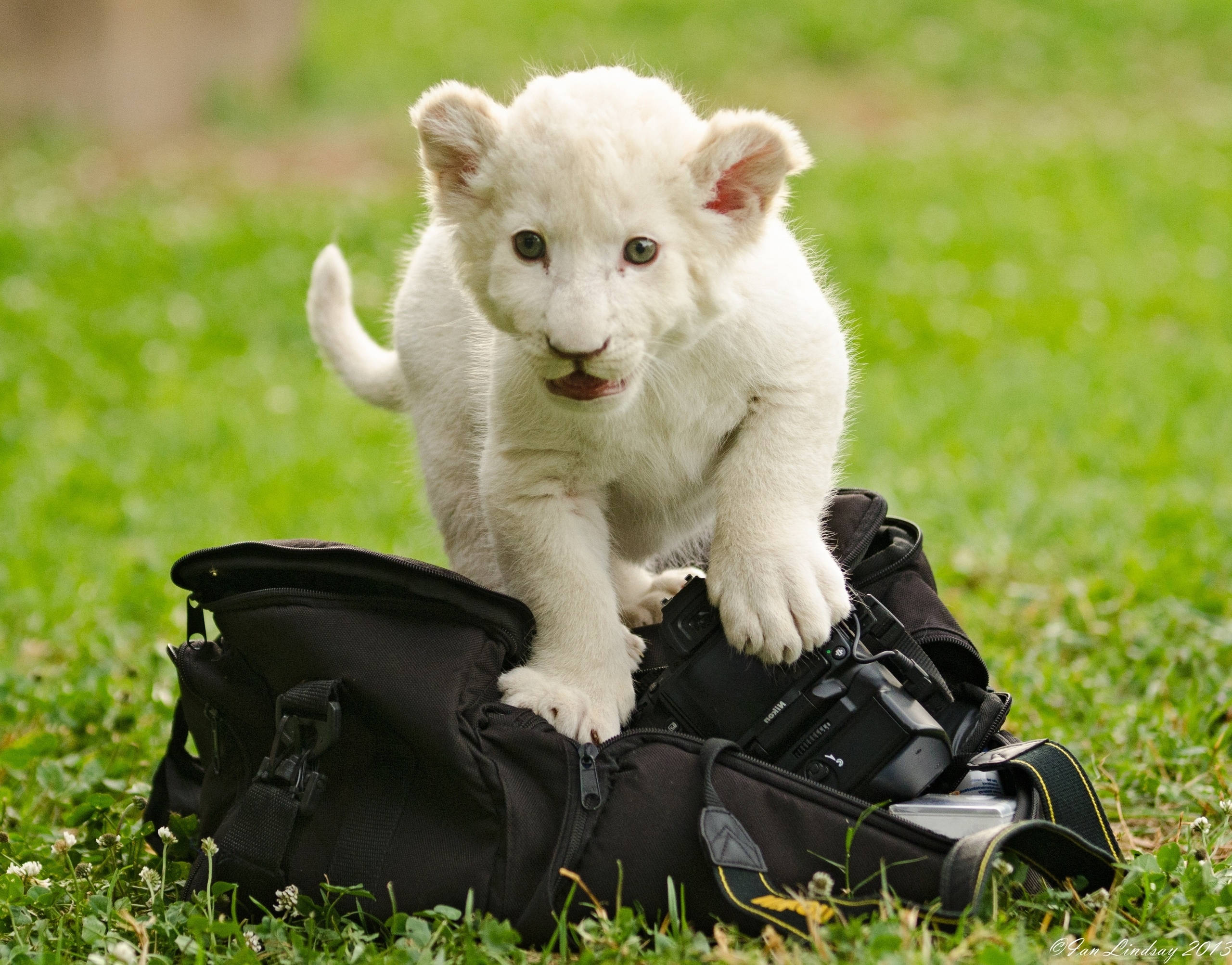 Un pui de leu alb jucăuș care se bucură de viață în Savana Africană Fundal