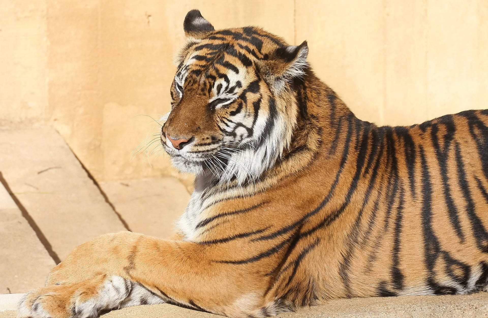 Un tigru Bengal superb așezat în sălbăticie Fundal