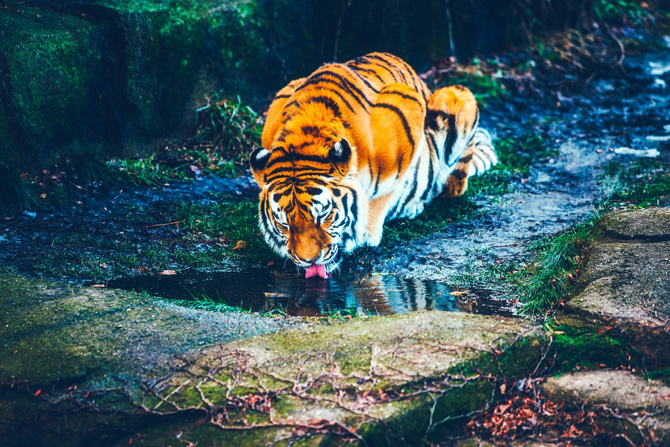 Un tigru care bea apă proaspătă în habitatul său natural Fundal