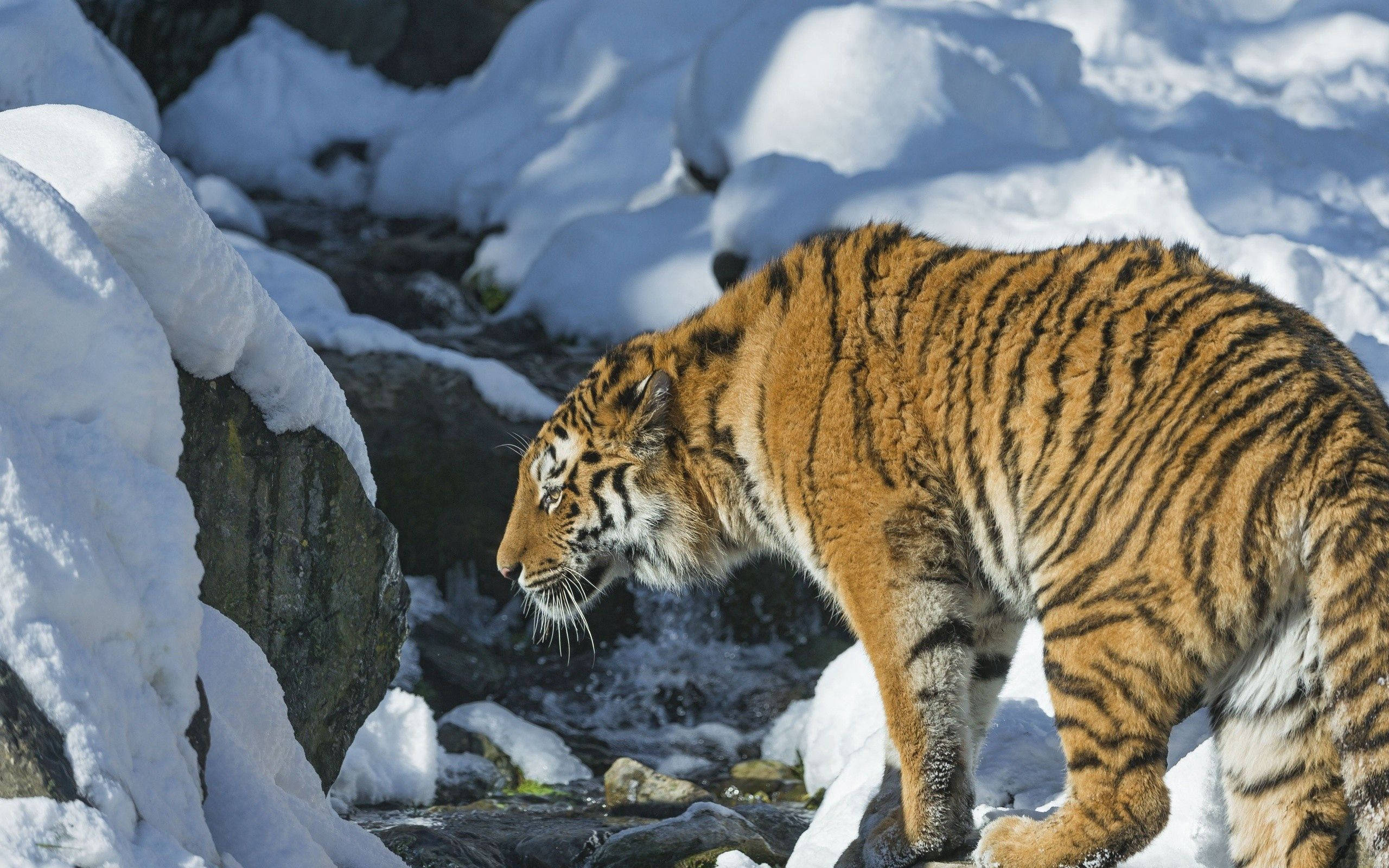 Un tigru siberian maiestuos care pândește prin zăpadă Fundal