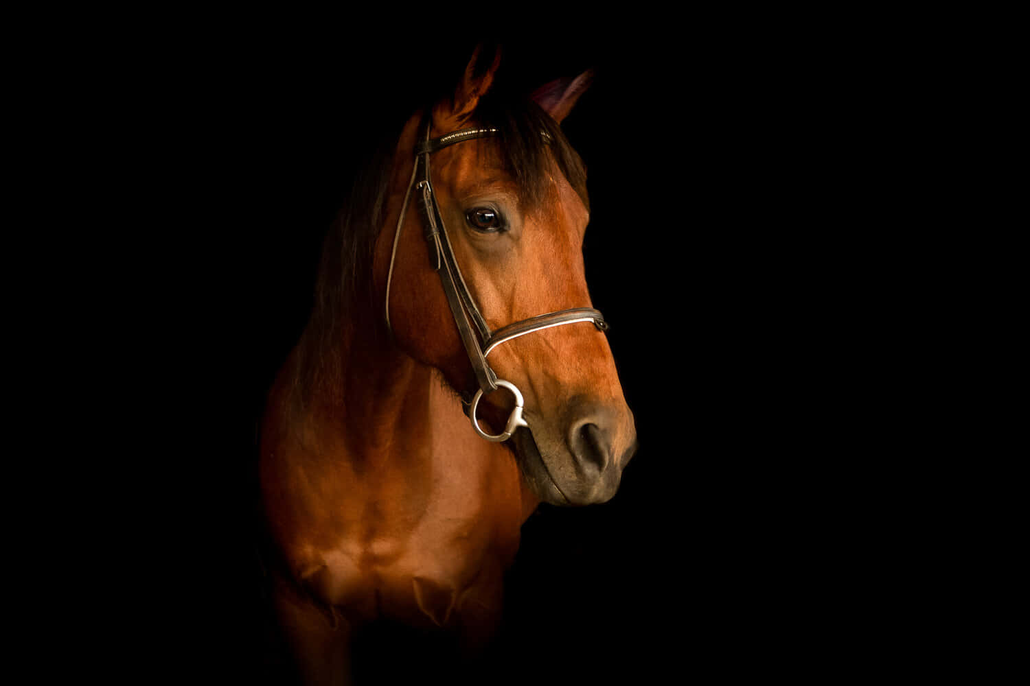 Un uimitor cal Paint Horse la apus Fundal