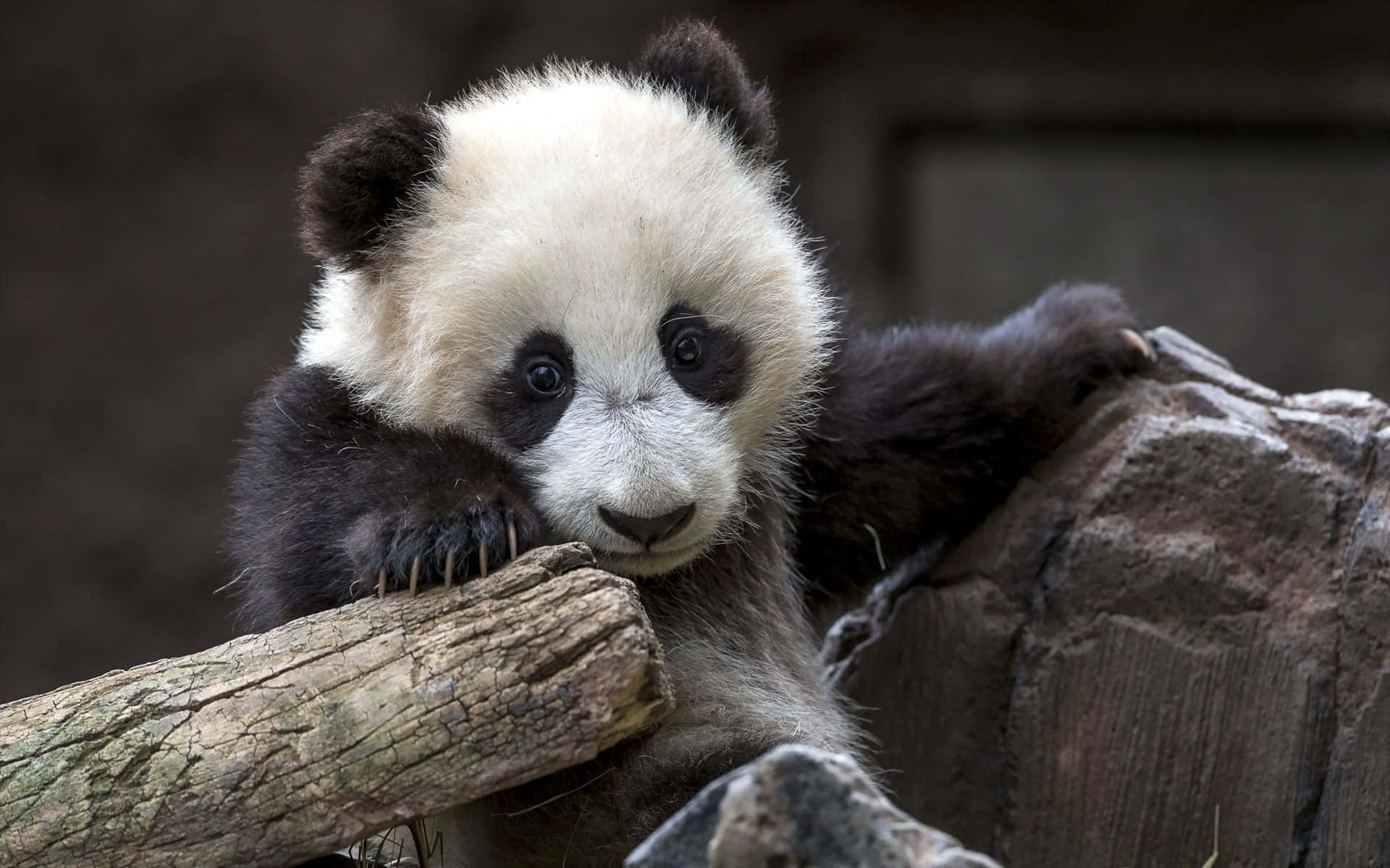Un urs panda alb și negru care merge în natură Fundal