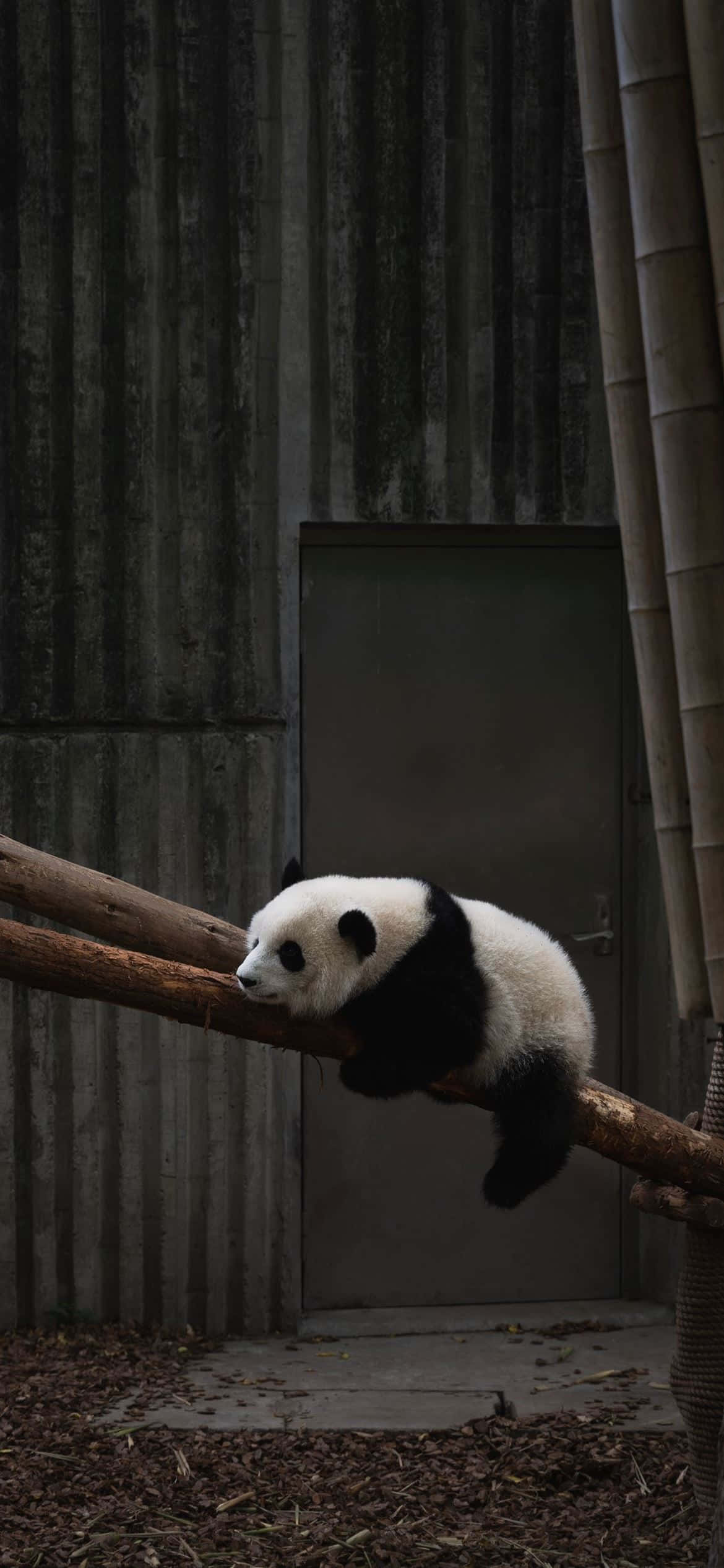 un urs panda doarme pe o ramură Fundal