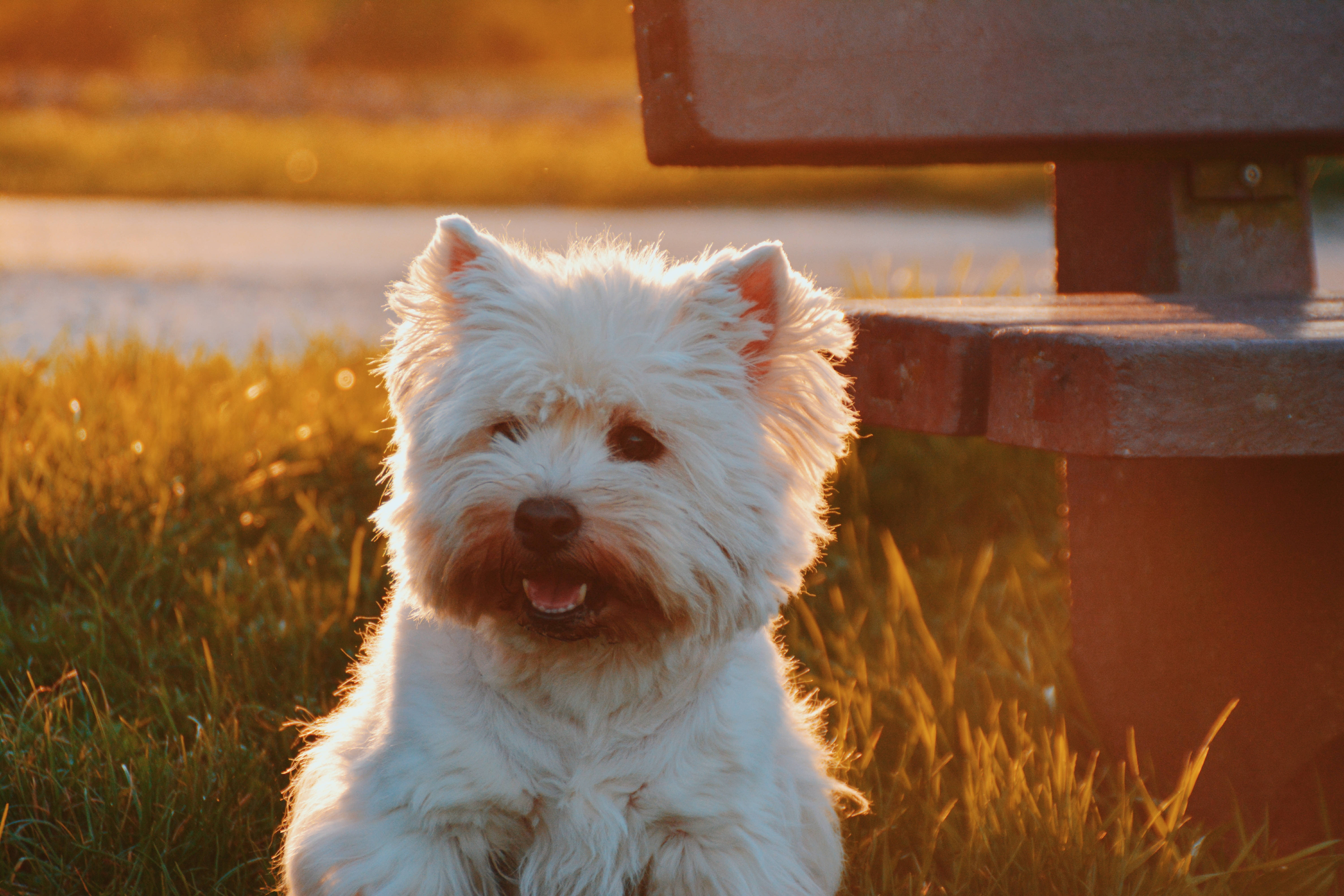 Un Westie alb se relaxează în apusul colorat Fundal