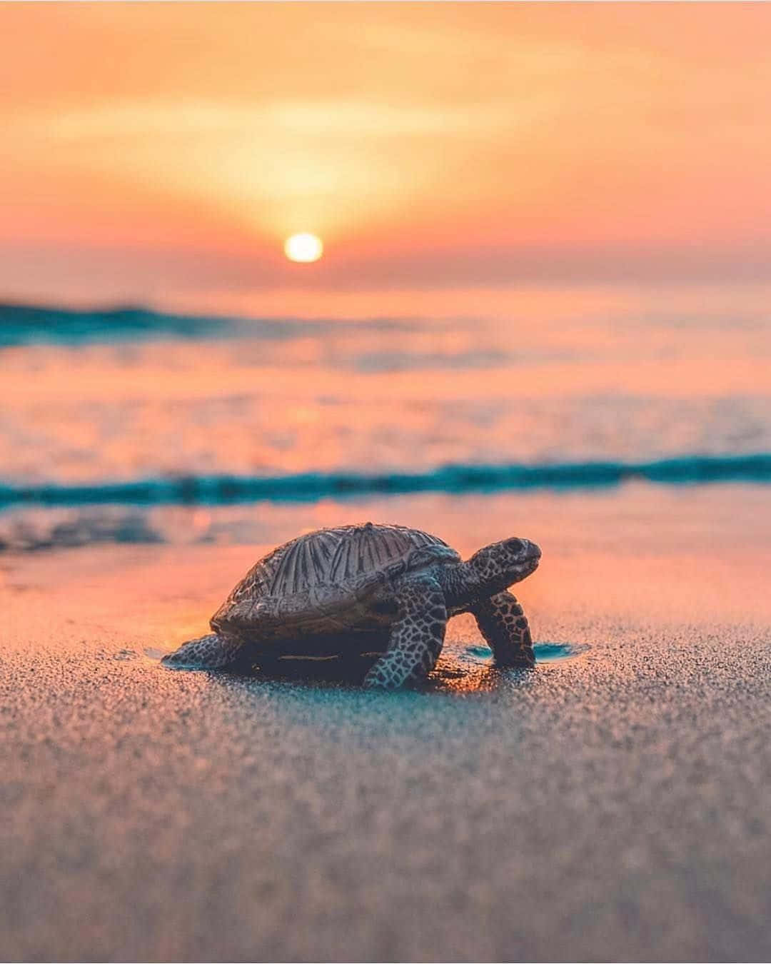 Un zâmbet mare și fericit pe această țestoasă adorabilă! Fundal