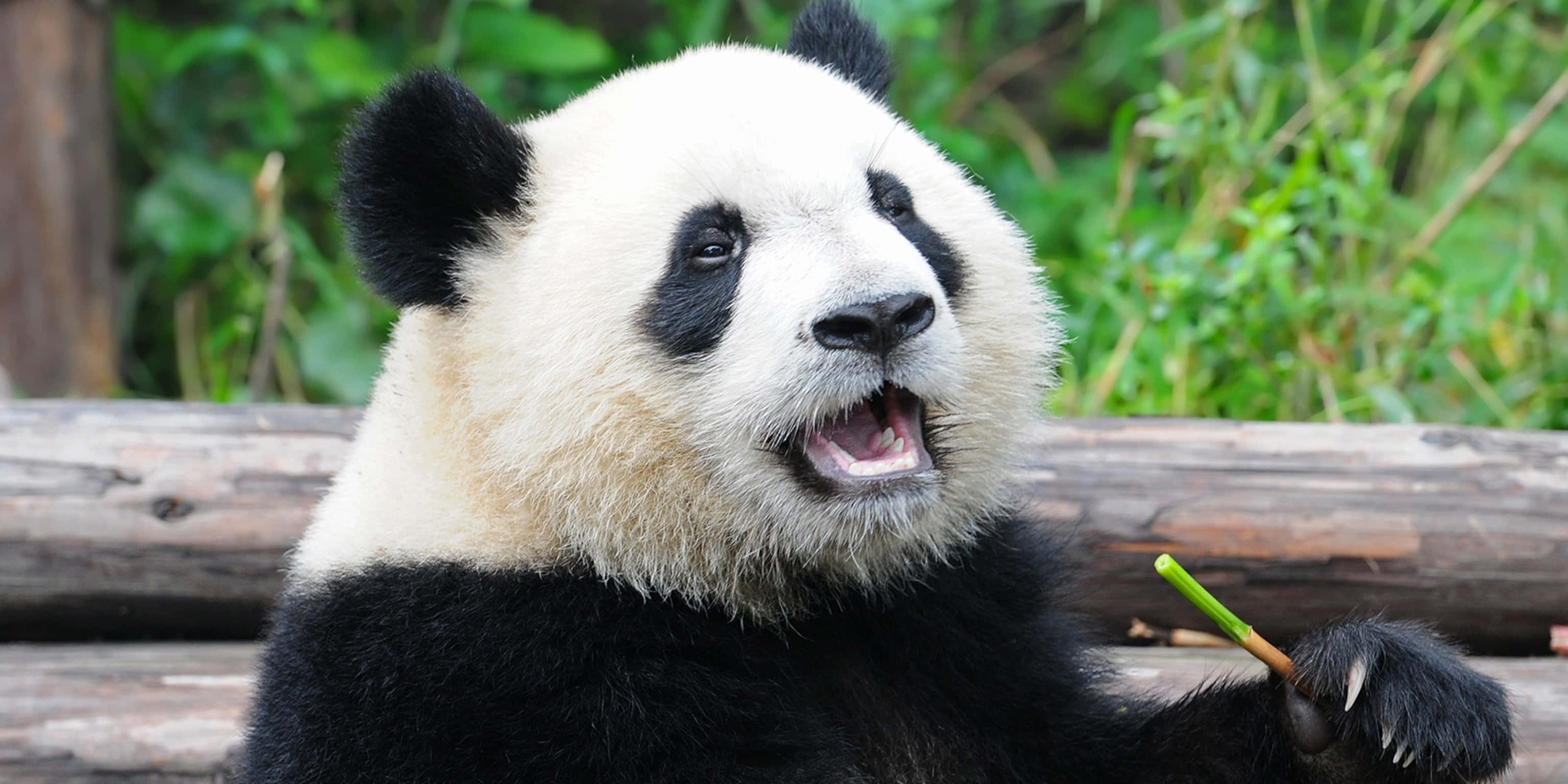 Urs Panda Uriaș cu Gura Deschisă Fundal