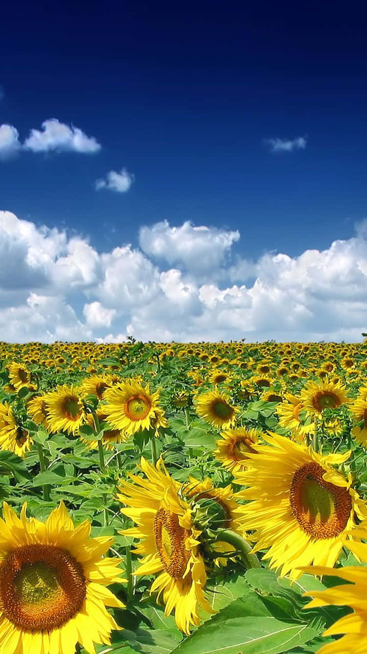 Vara iPhone cu un câmp de floarea-soarelui Fundal